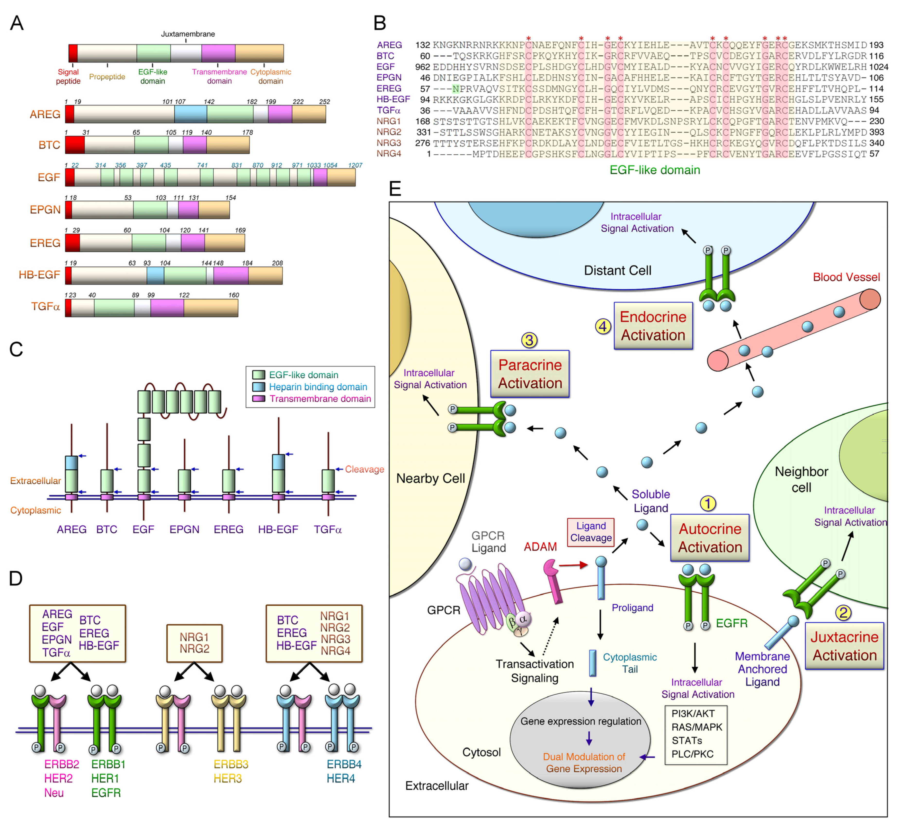 IJMS | Free Full-Text | The Role of EREG/EGFR Pathway in Tumor