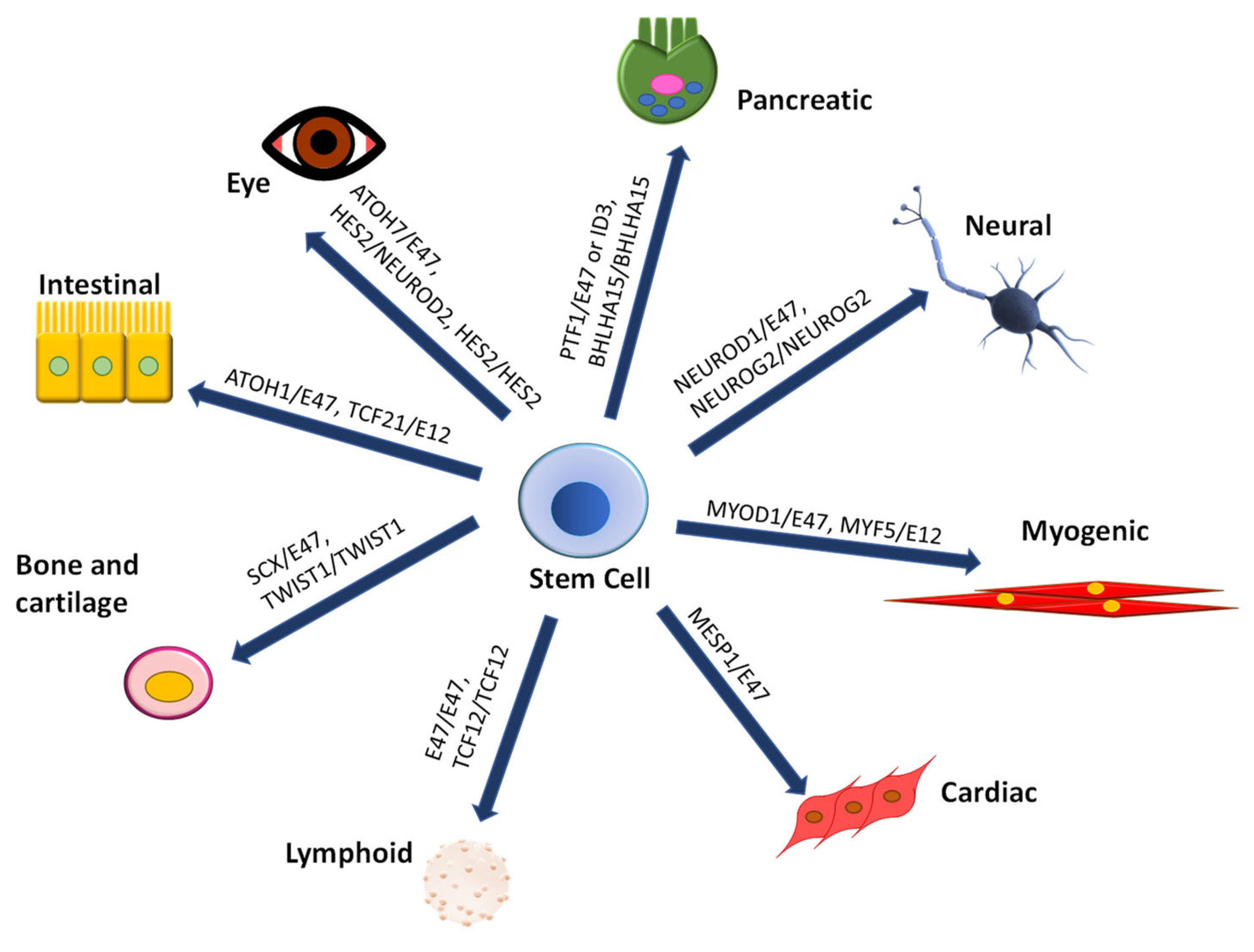 IJMS  Free Full-Text  Homodimeric and Heterodimeric Interactions 