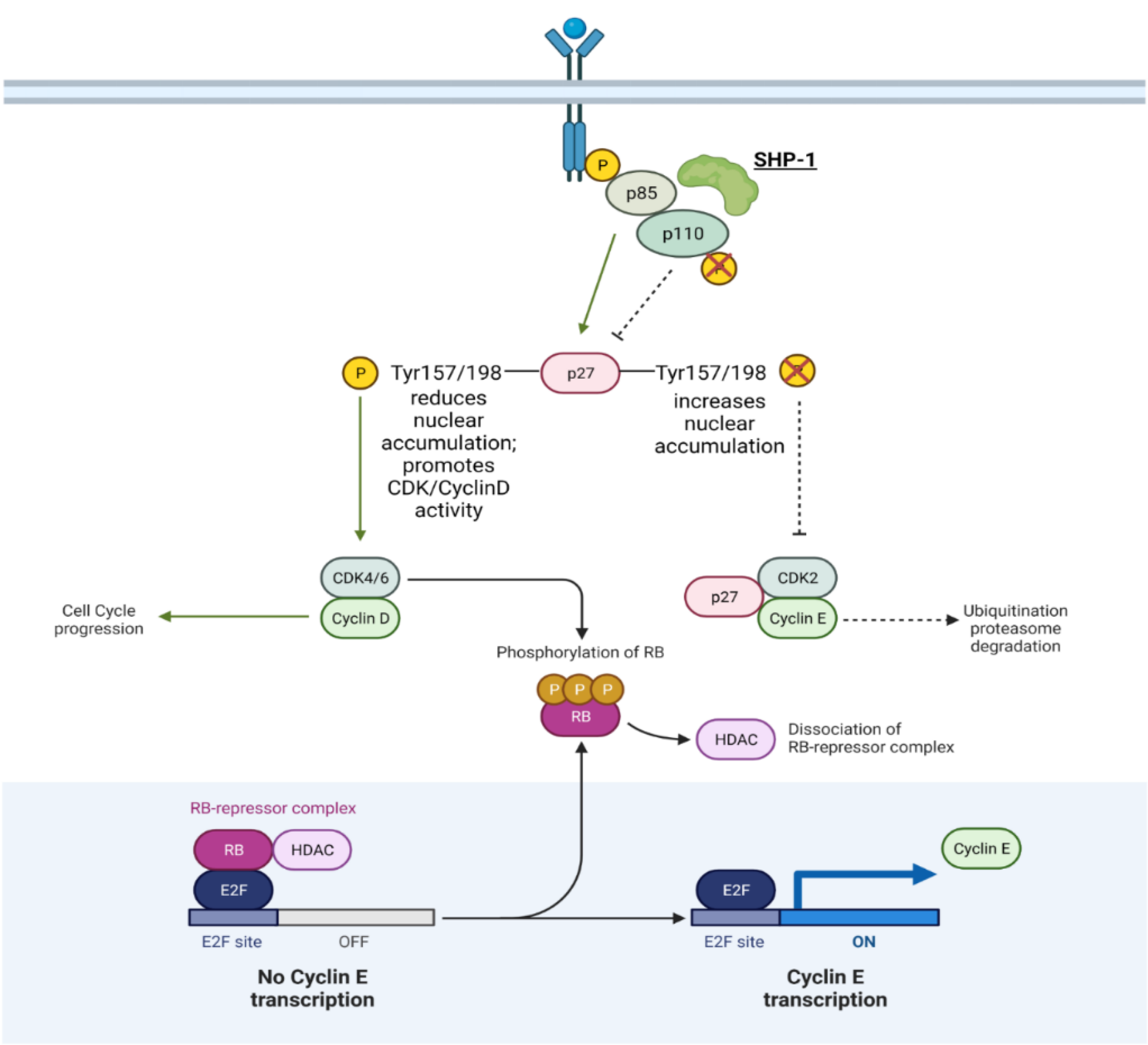 IJMS | Free Full-Text | Protein Tyrosine Phosphatases: Mechanisms in Cancer