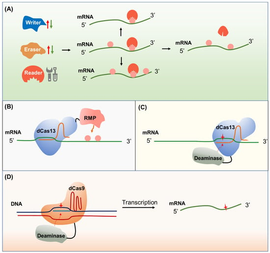 IJMS | Free Full-Text | Epigenome and Epitranscriptome: Potential ...