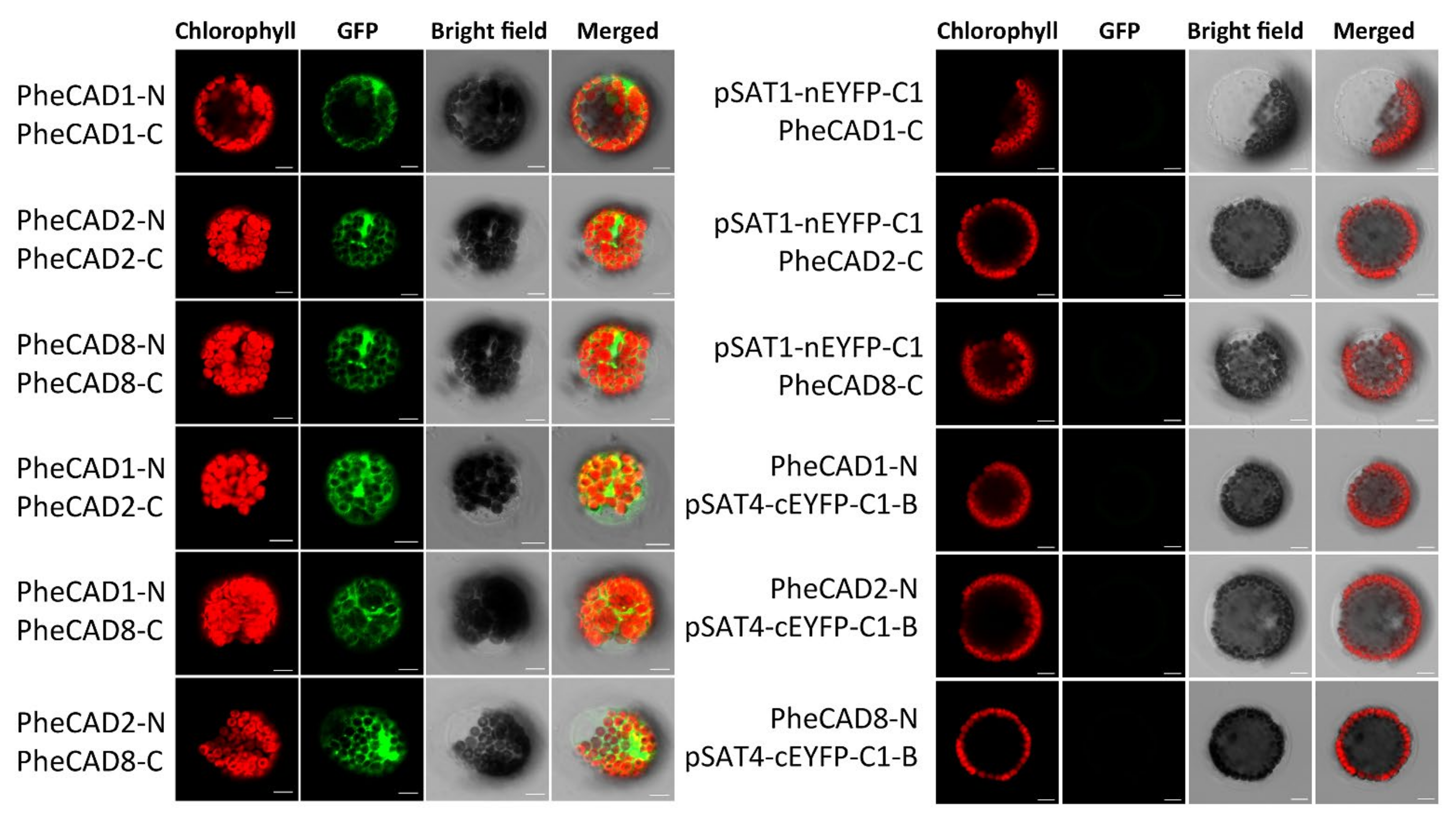 Ijms 22 12917 g007 Ijms 22 12917 g007