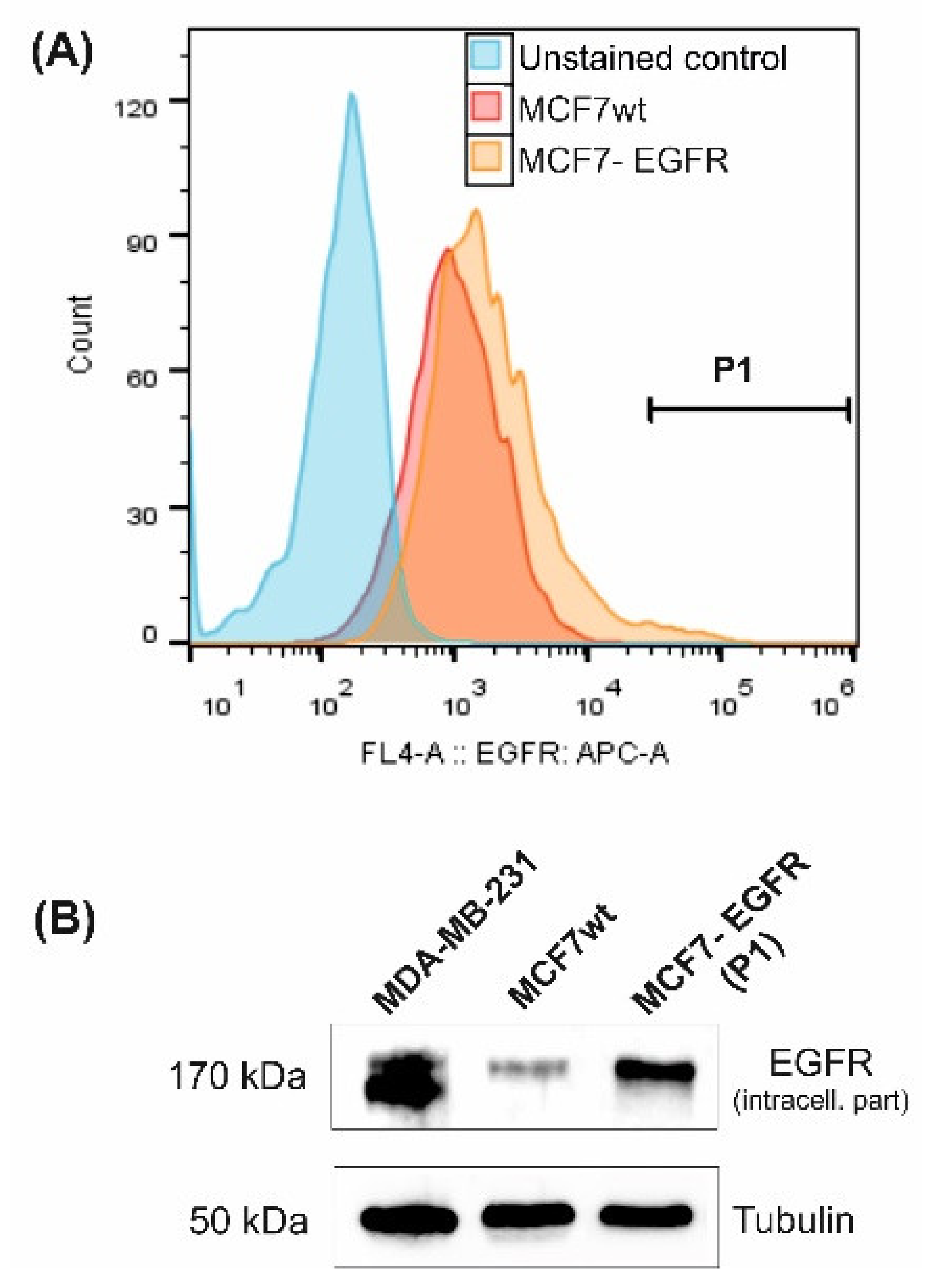 IJMS | Free Full-Text | EGFR Transgene Stimulates Spontaneous Formation of  MCF7 Breast Cancer Cells Spheroids with Partly Loss of HER3 Receptor