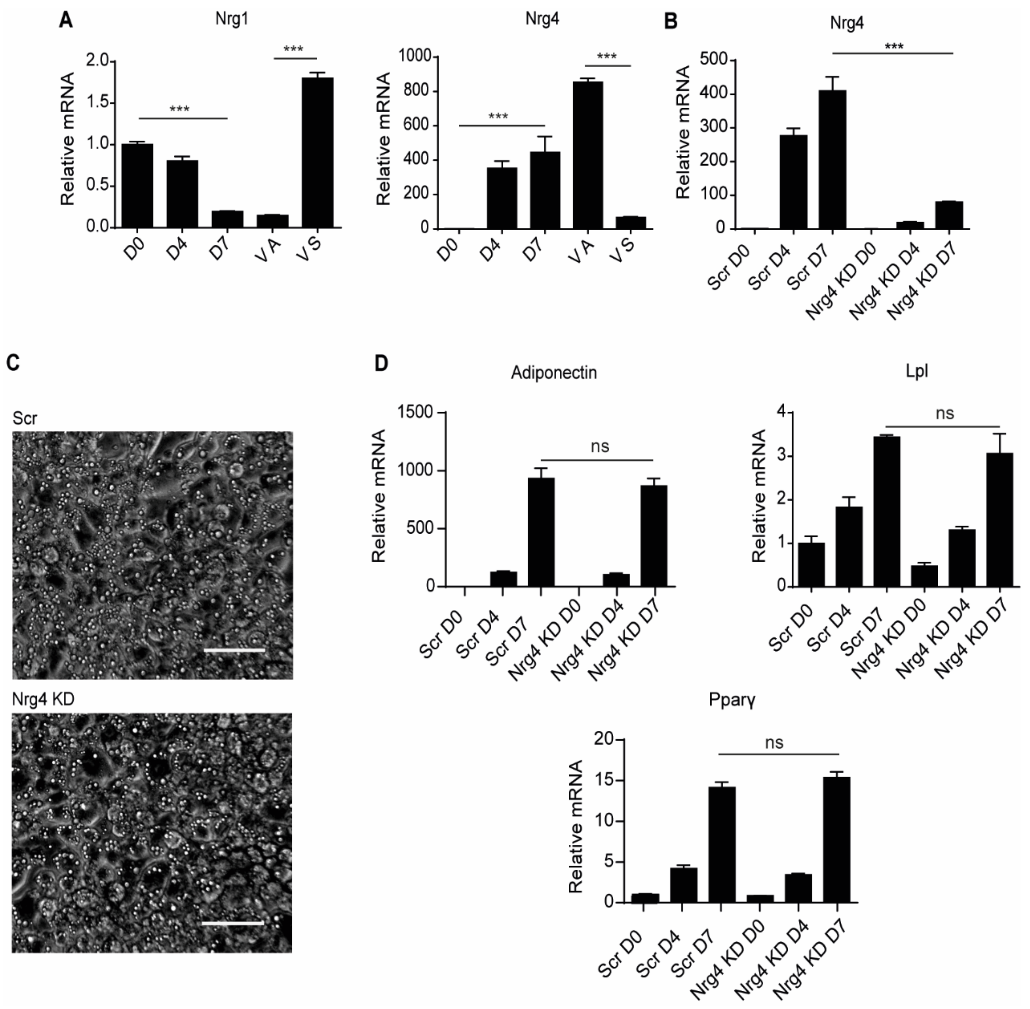 Ijms 22 12960 g001 Ijms 22 12960 g001