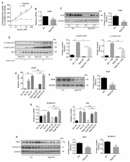 IJMS | Free Full-Text | Neuregulin 4 Downregulation Induces Insulin  Resistance in 3T3-L1 Adipocytes through Inflammation and Autophagic  Degradation of GLUT4 Vesicles | HTML