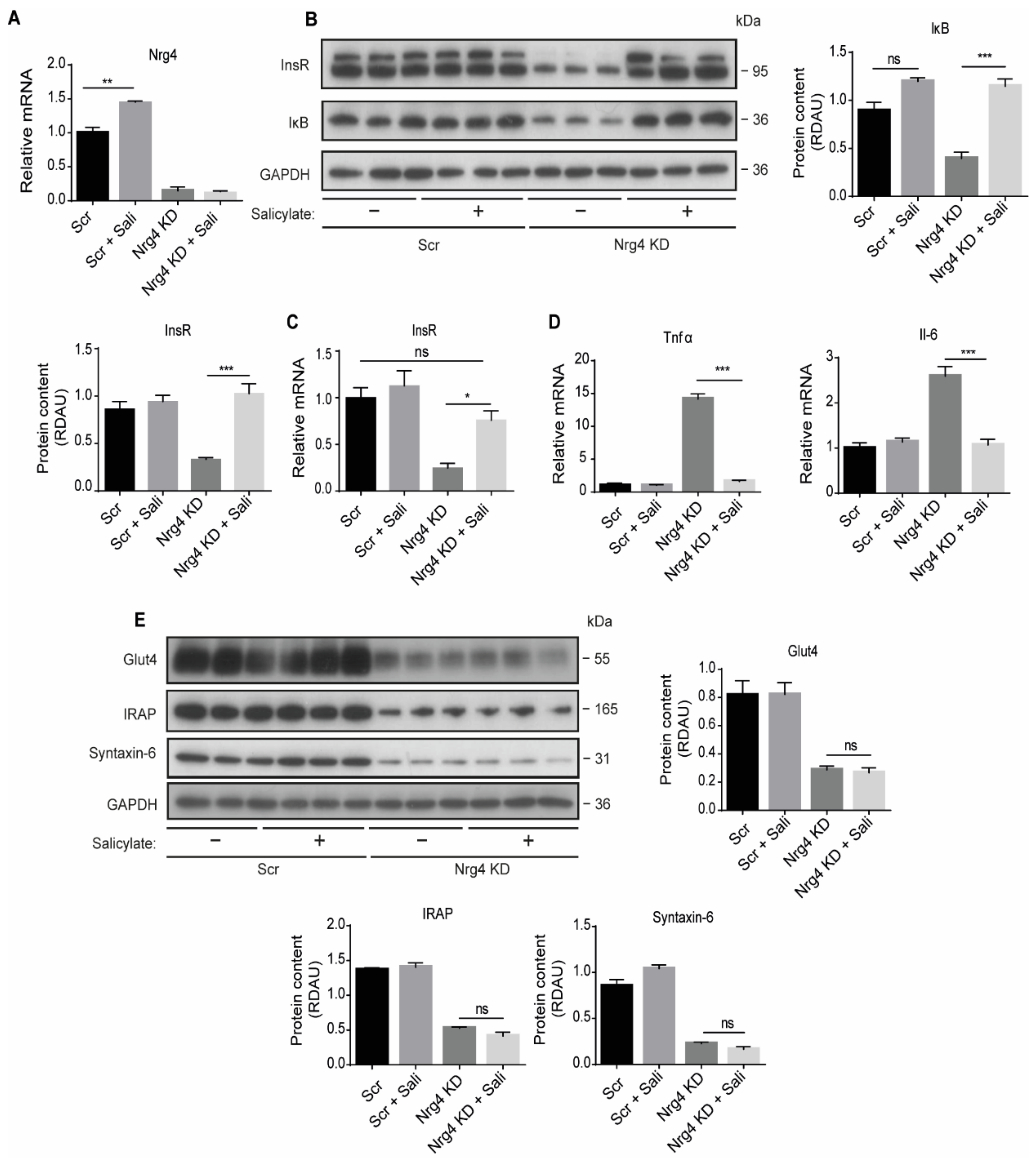 Ijms 22 12960 g005 Ijms 22 12960 g005