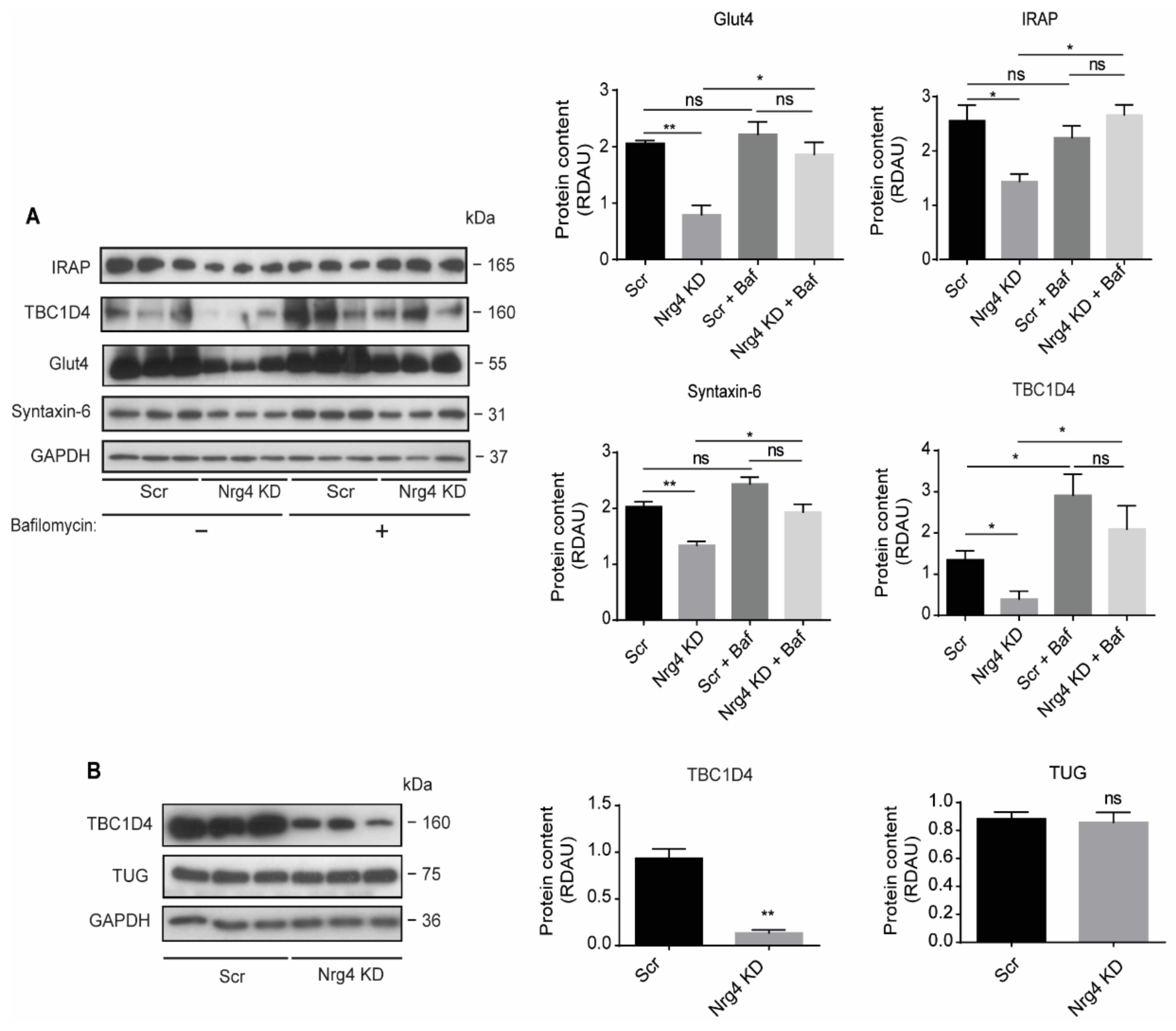 Ijms 22 12960 g007 Ijms 22 12960 g007