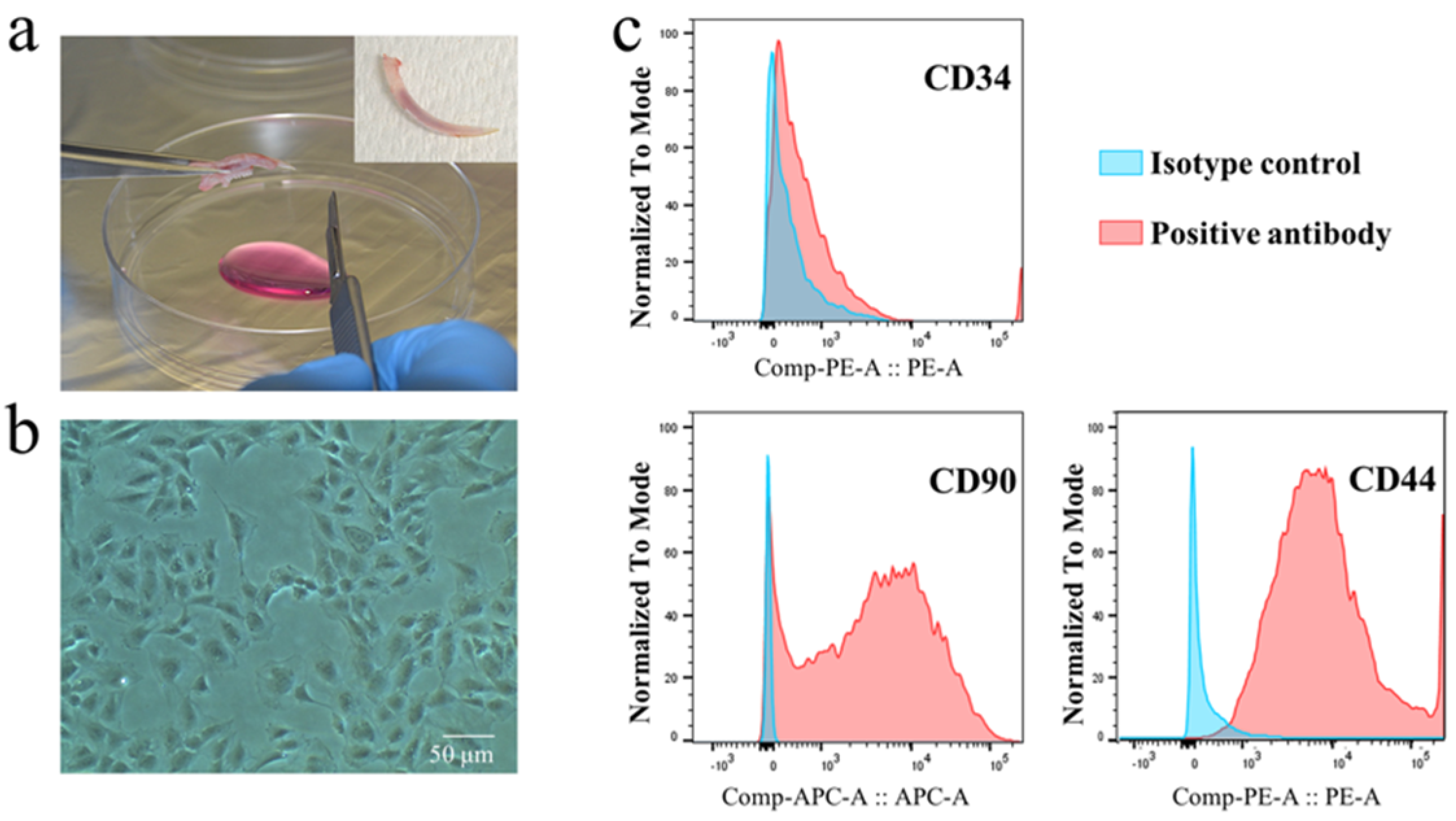 Ijms 22 13130 g003 Ijms 22 13130 g003