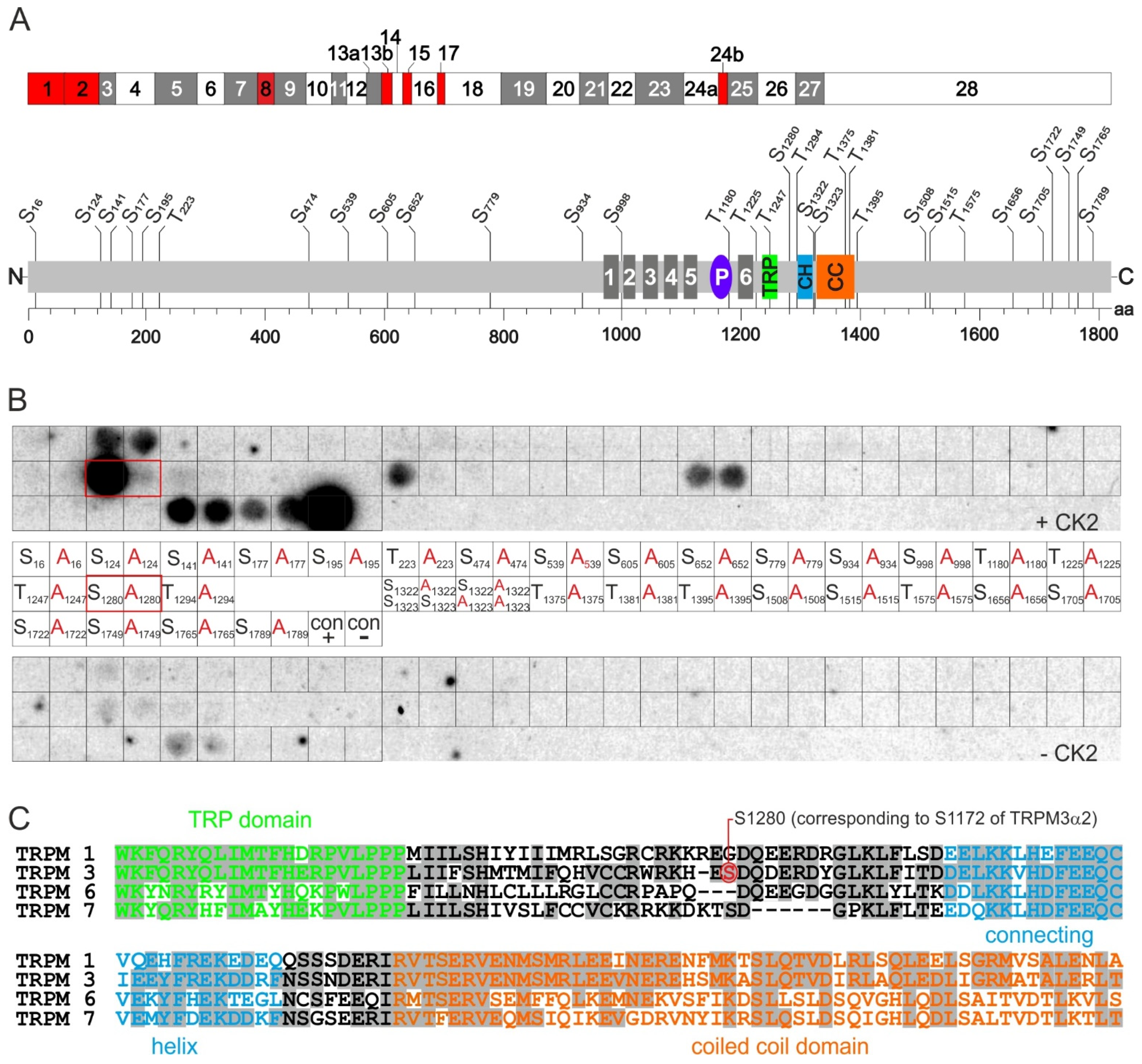 Ijms 22 13133 g003 Ijms 22 13133 g003