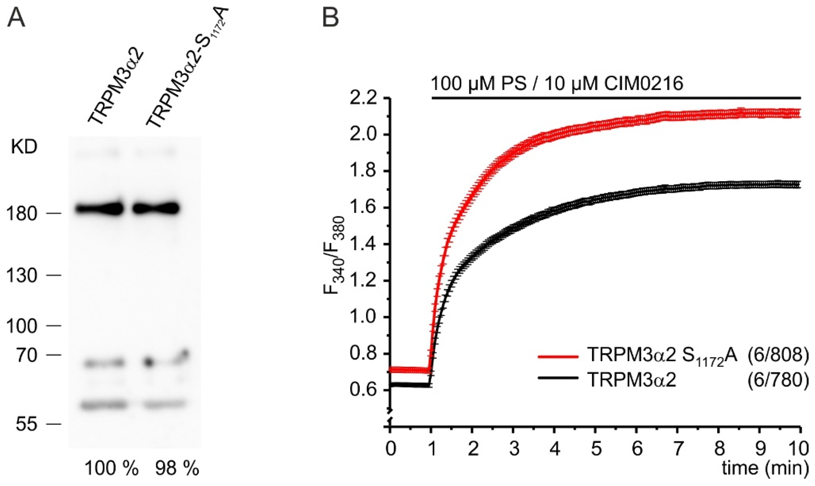 Ijms 22 13133 g004 Ijms 22 13133 g004