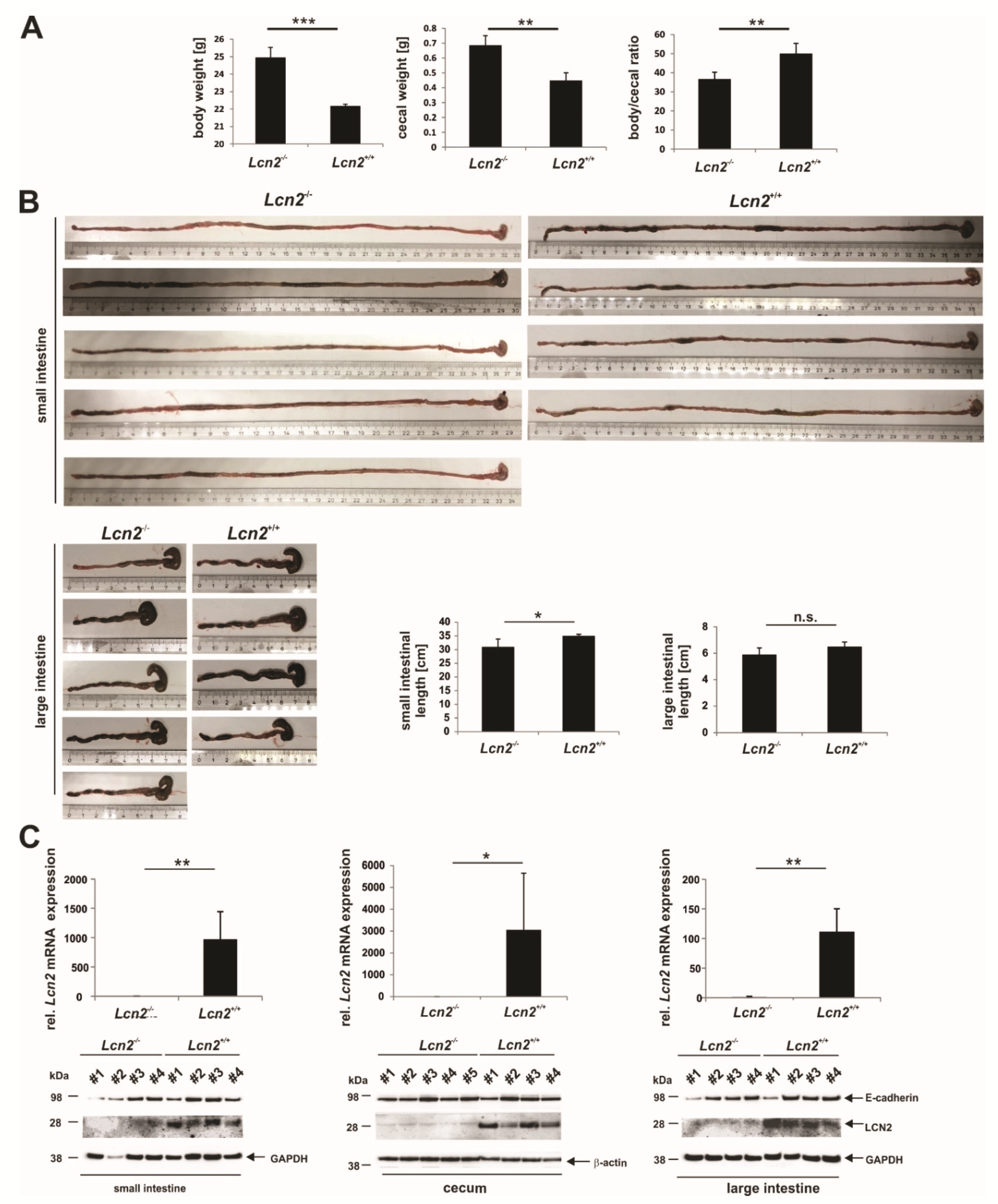 Ijms 22 13156 g008 Ijms 22 13156 g008