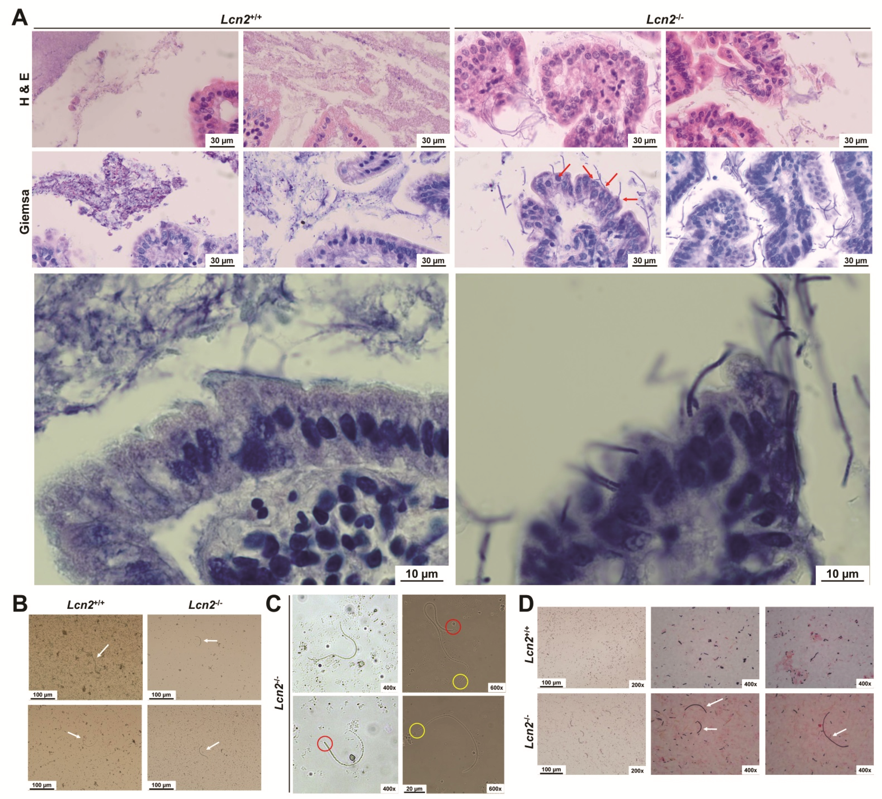 Ijms 22 13156 g010 Ijms 22 13156 g010