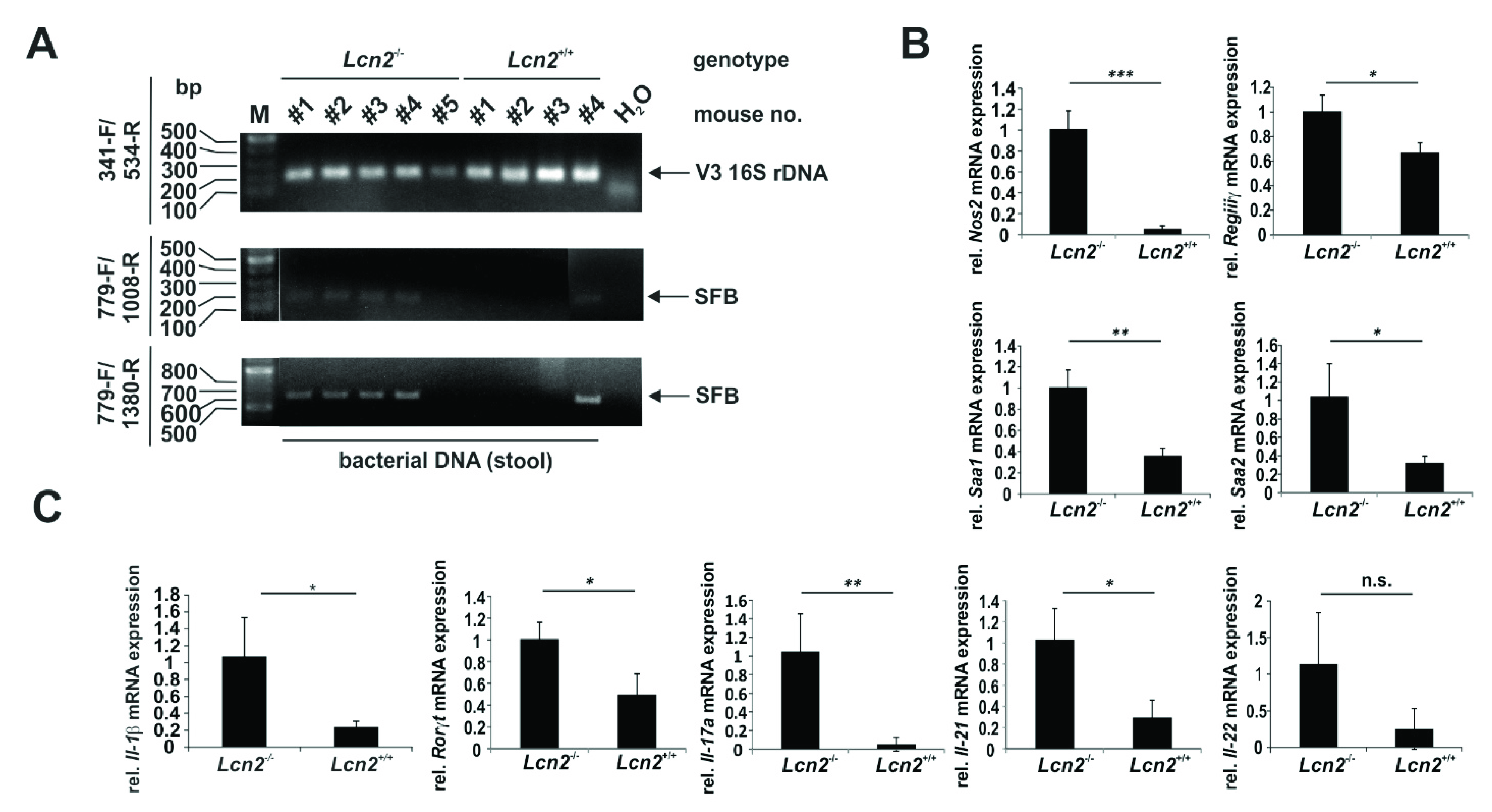 Ijms 22 13156 g011 Ijms 22 13156 g011