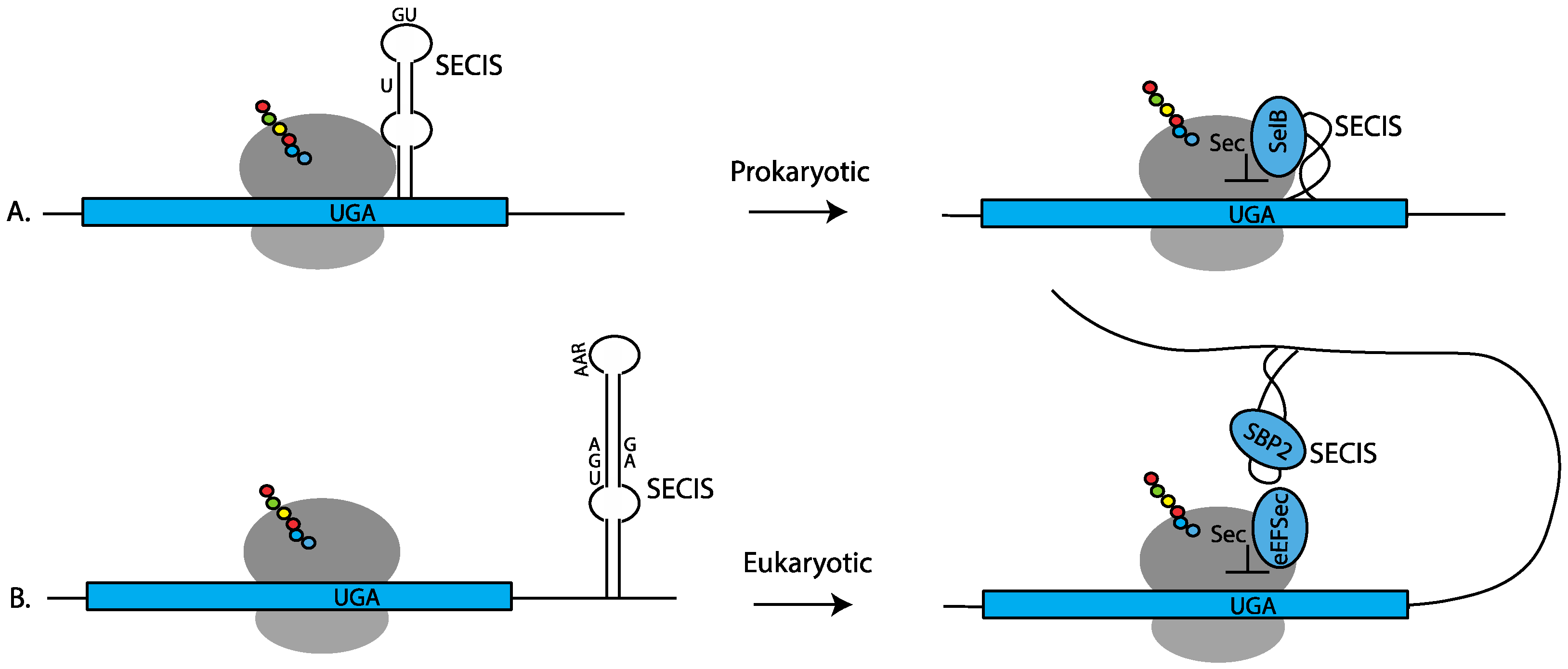 Ijms 22 13204 g001 Ijms 22 13204 g001