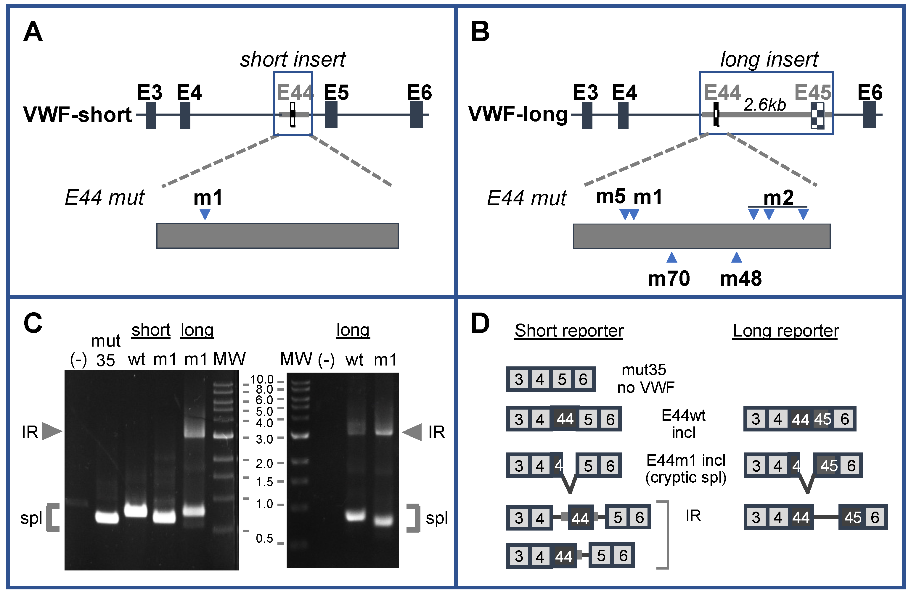 Ijms 22 13248 g001 Ijms 22 13248 g001