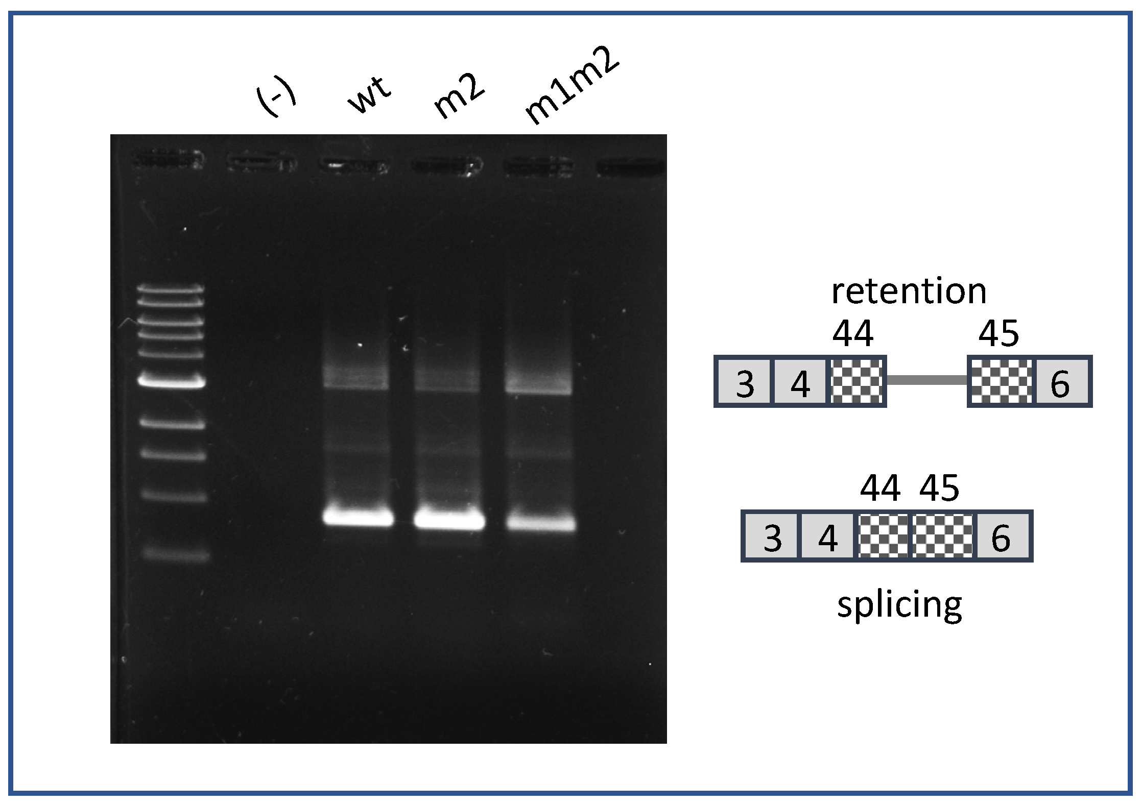 Ijms 22 13248 g003 Ijms 22 13248 g003