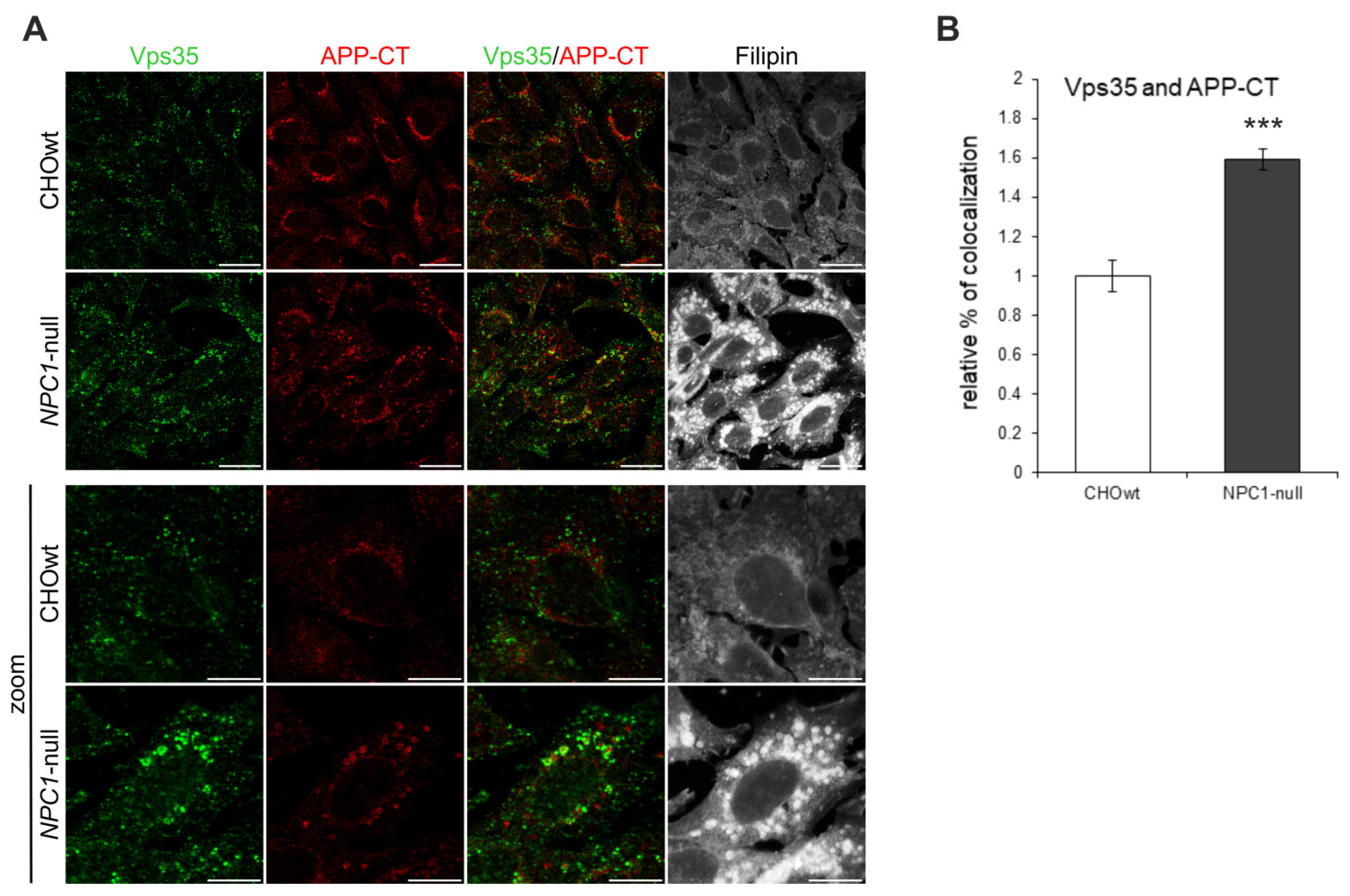 Ijms 22 13256 g003 Ijms 22 13256 g003