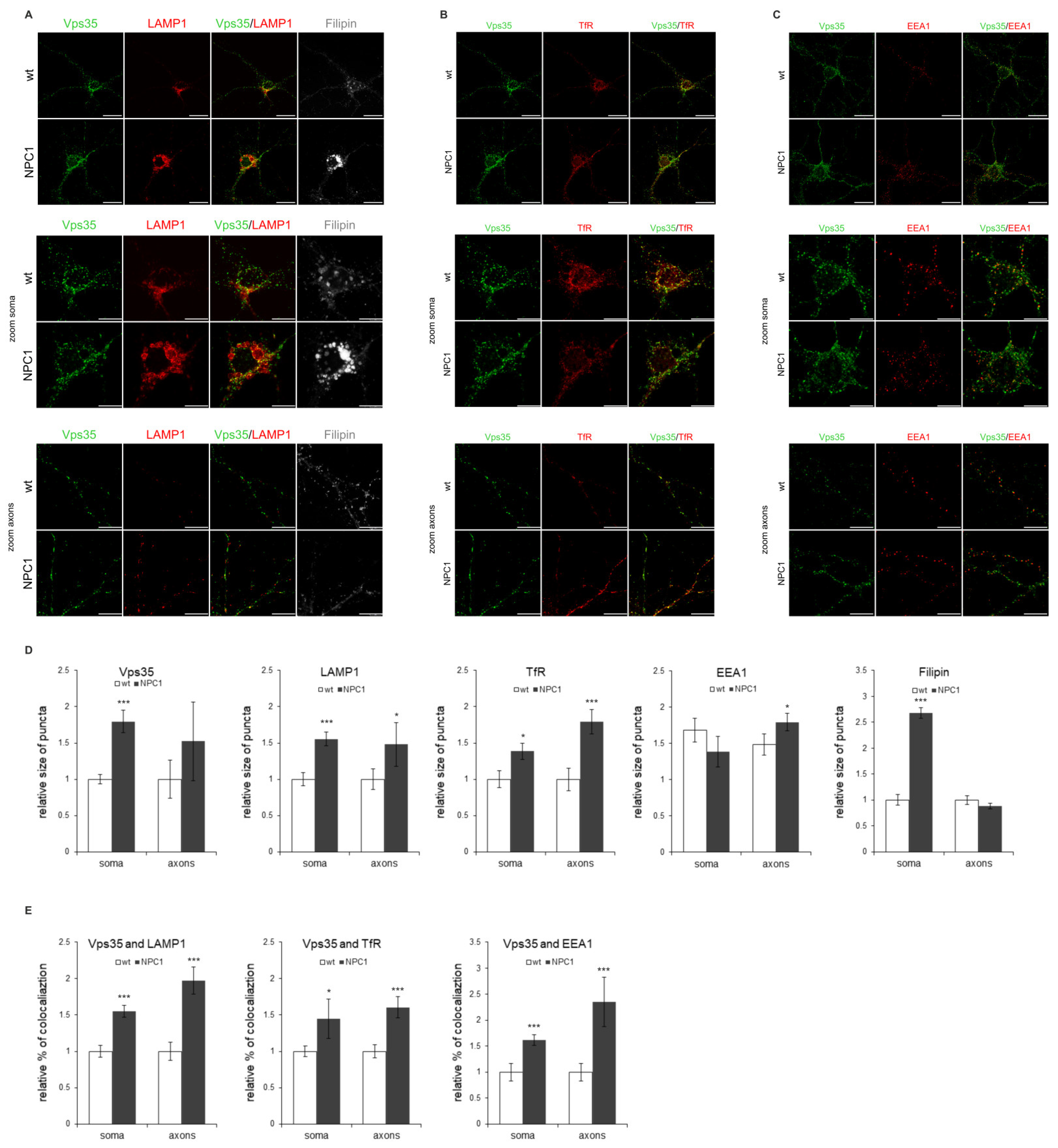 Ijms 22 13256 g006 Ijms 22 13256 g006