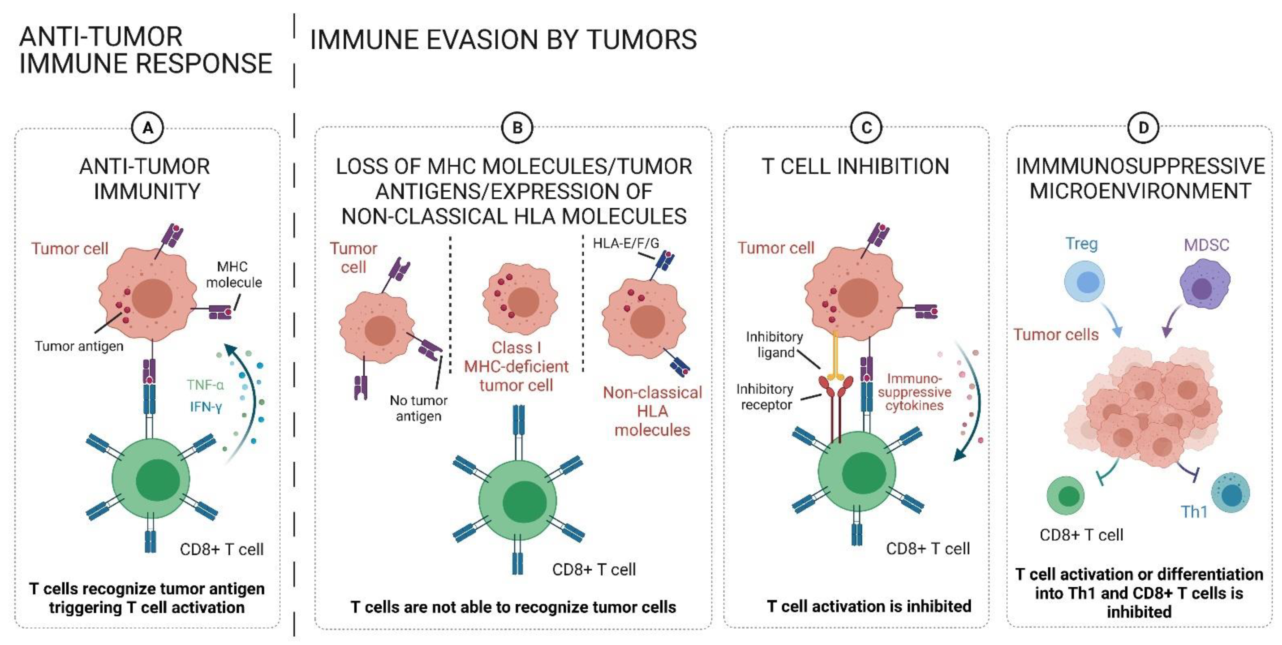 IJMS | Free Full-Text | Immune Regulatory Processes of the Tumor  Microenvironment under Malignant Conditions