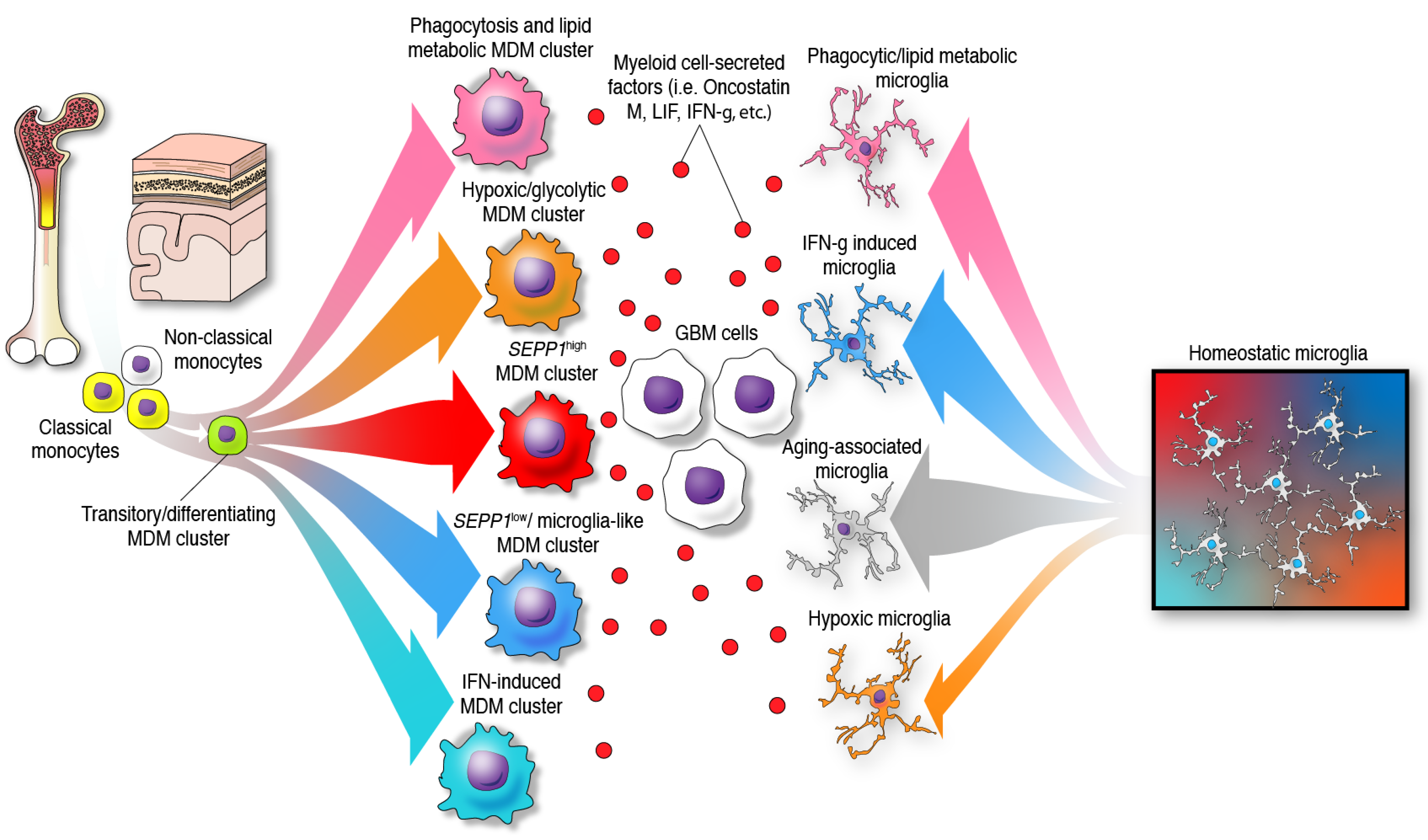 IJMS Free Full Text The Eclectic Nature Of Glioma Infiltrating Macrophages And Microglia