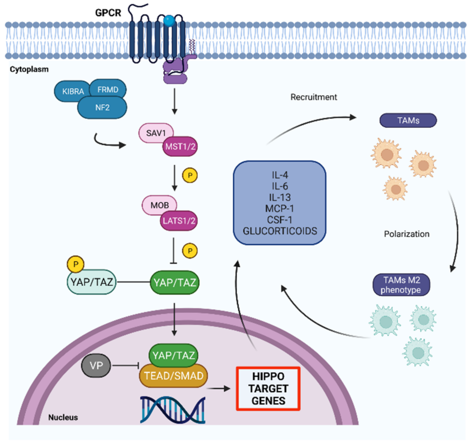 IJMS | Free Full-Text | Hippo Pathway in Regulating Drug 