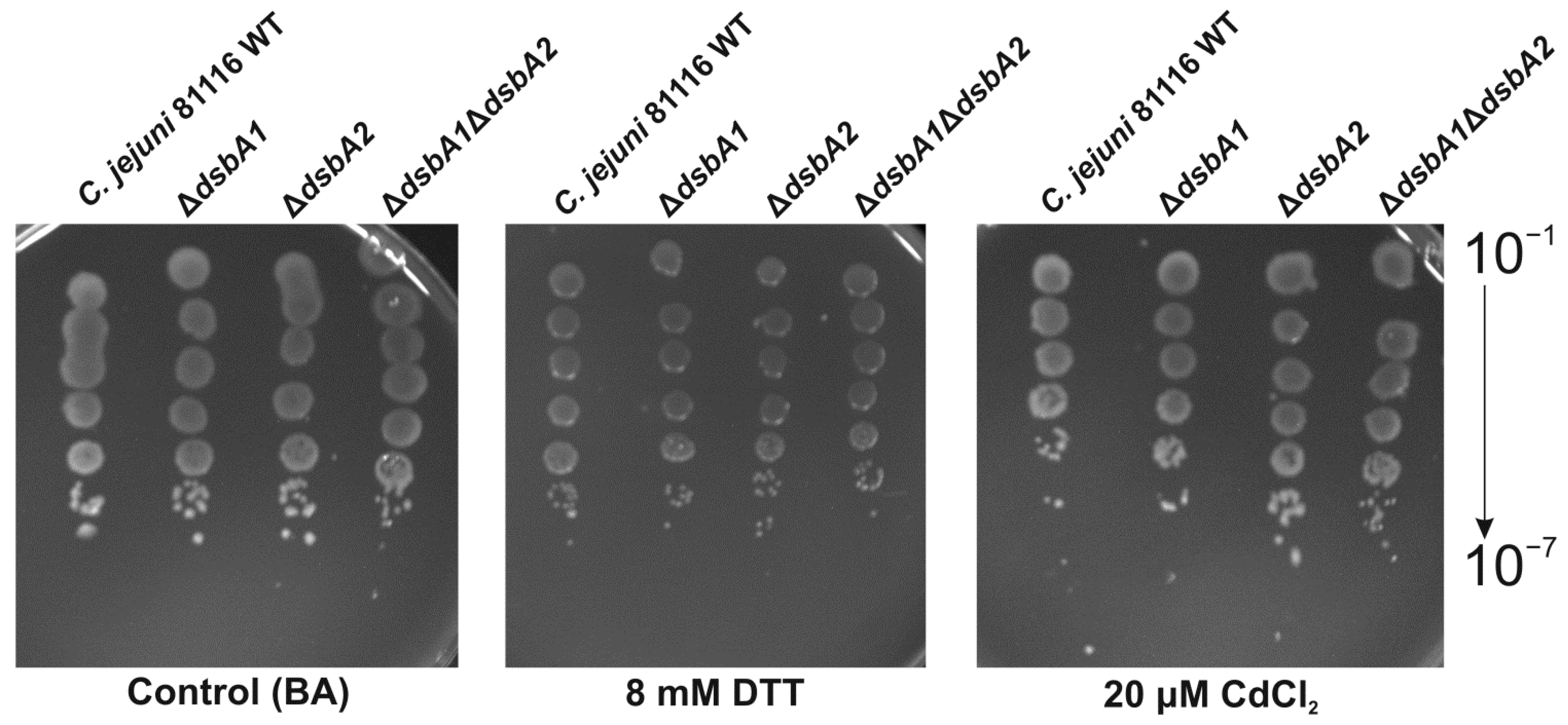 Ijms 22 13451 g003 Ijms 22 13451 g003