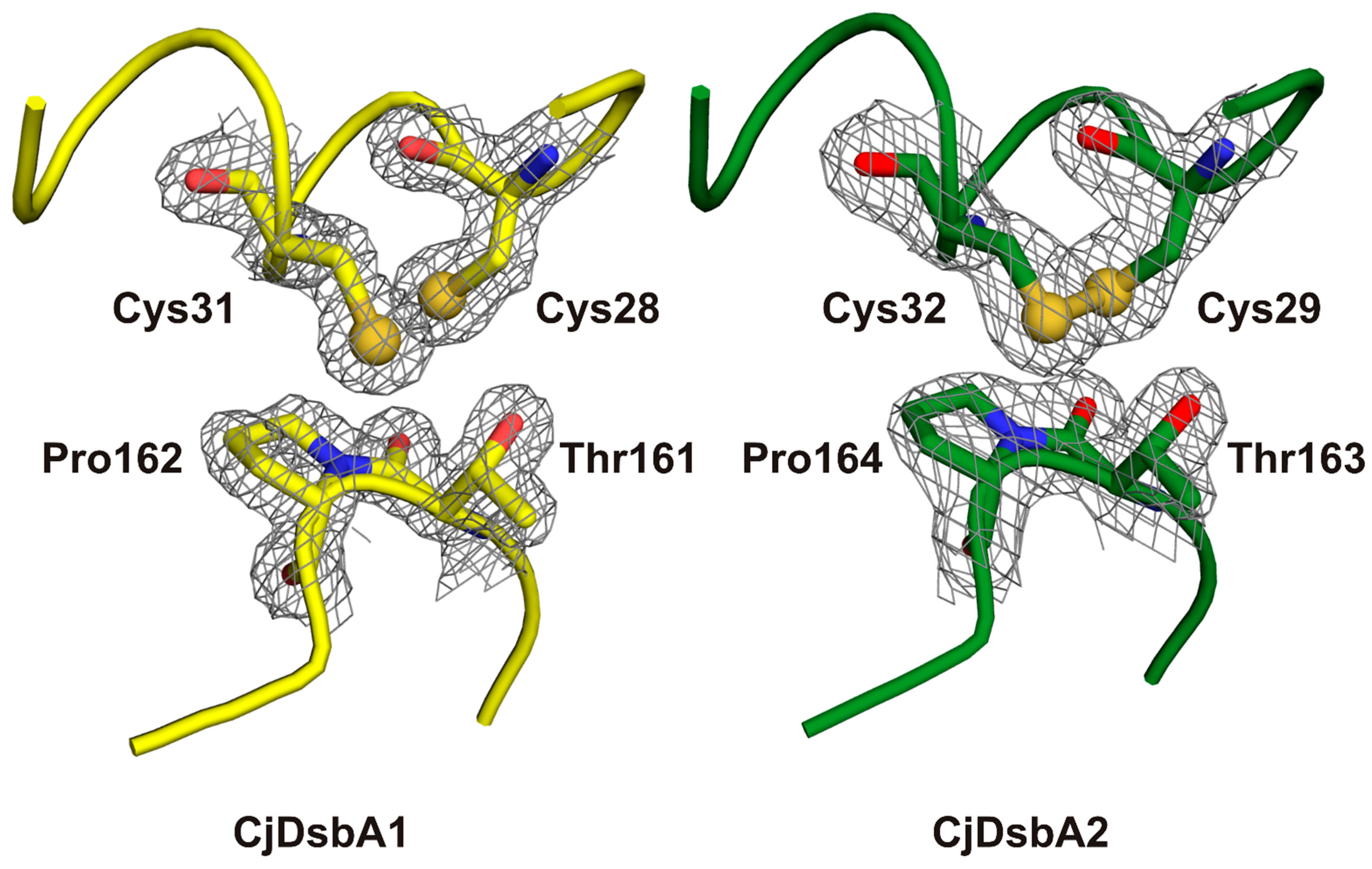 Ijms 22 13451 g009 Ijms 22 13451 g009