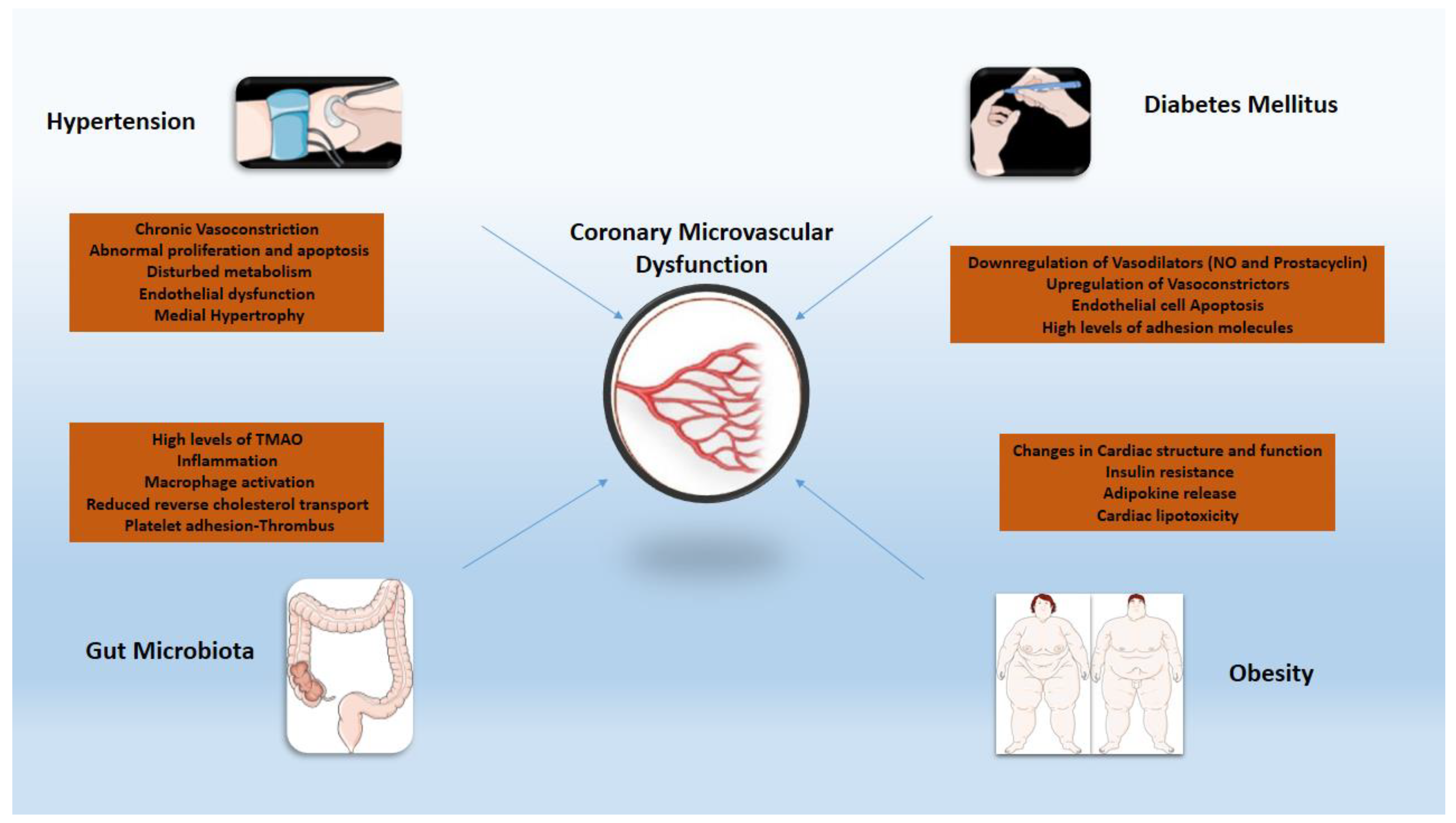 IJMS | Free Full-Text | Inflammation in Coronary Microvascular