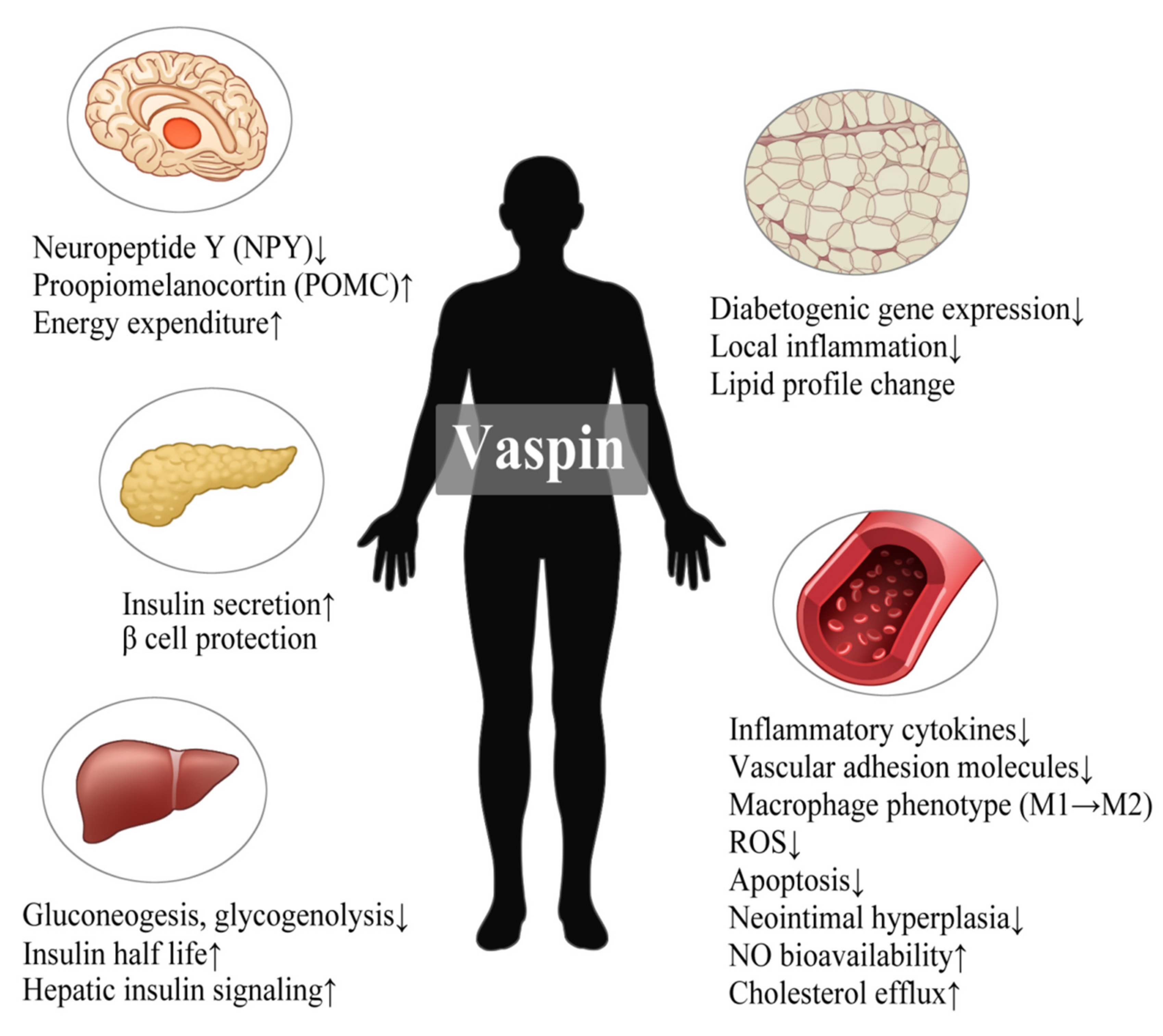 Ijms 22 13529 g002 Ijms 22 13529 g002