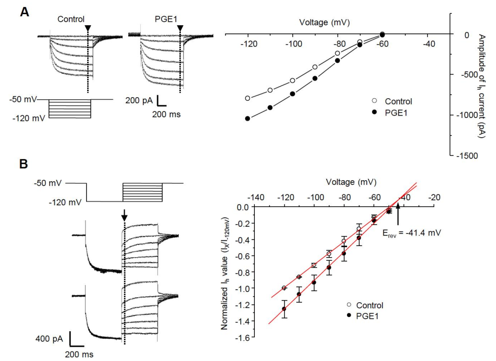 Ijms 22 13534 g003 Ijms 22 13534 g003