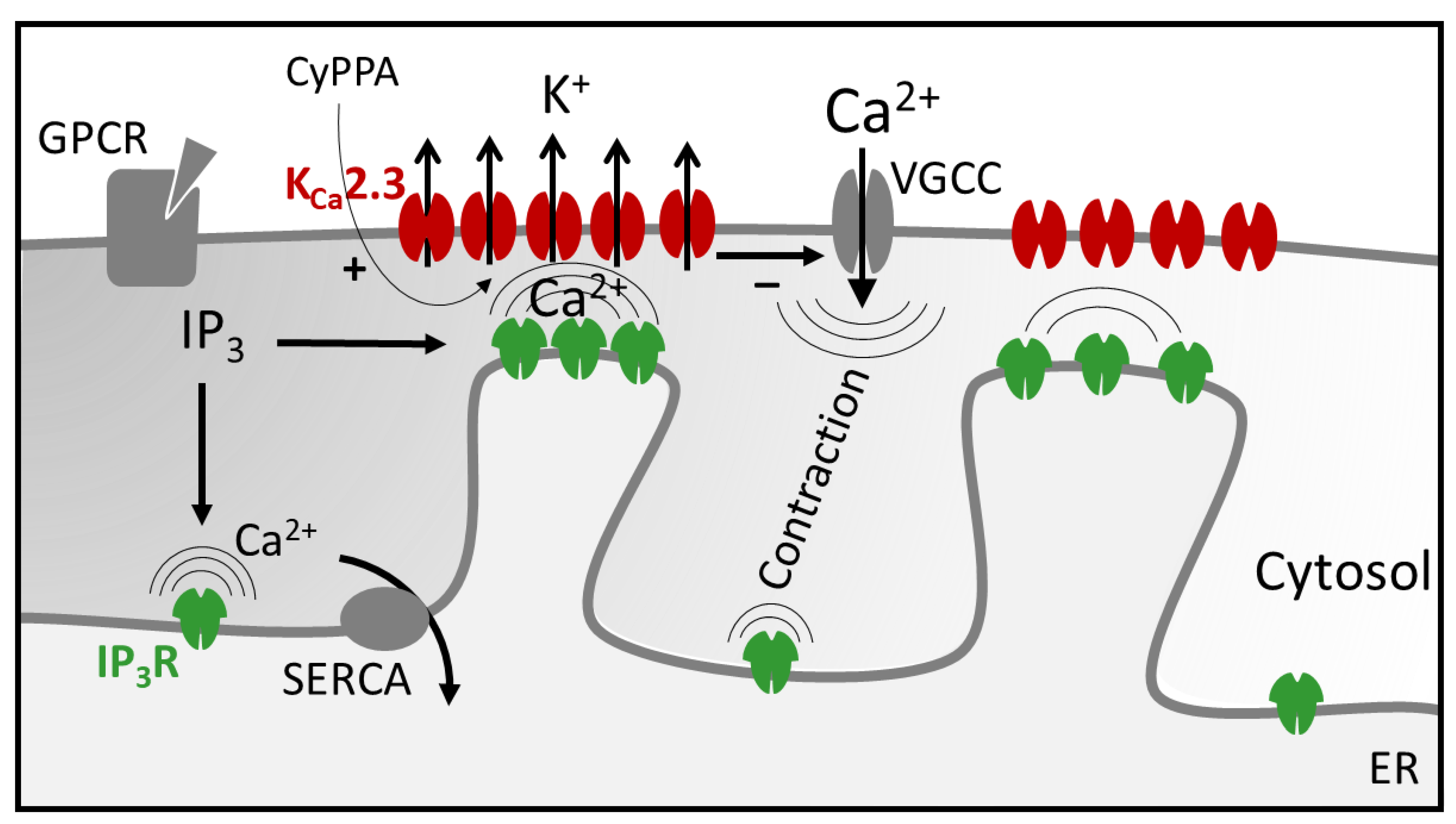 Augmented KCa2.3 Channel Feedback Regulation of Oxytocin Stimulated ...