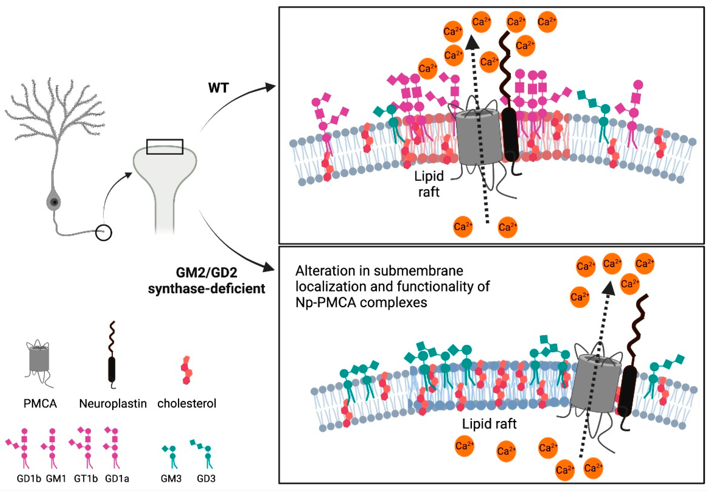 Ijms 22 13590 g005 Ijms 22 13590 g005