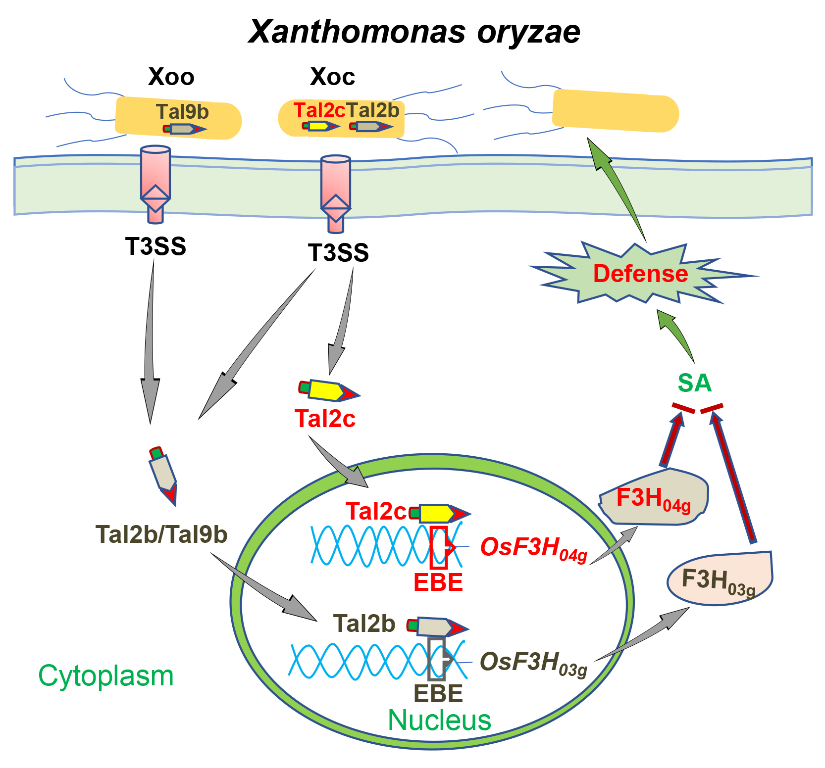 ijms free full text tal2c activates the expression of osf3h04g to promote infection as a redundant tale of tal2b in xanthomonas oryzae pv oryzicola html