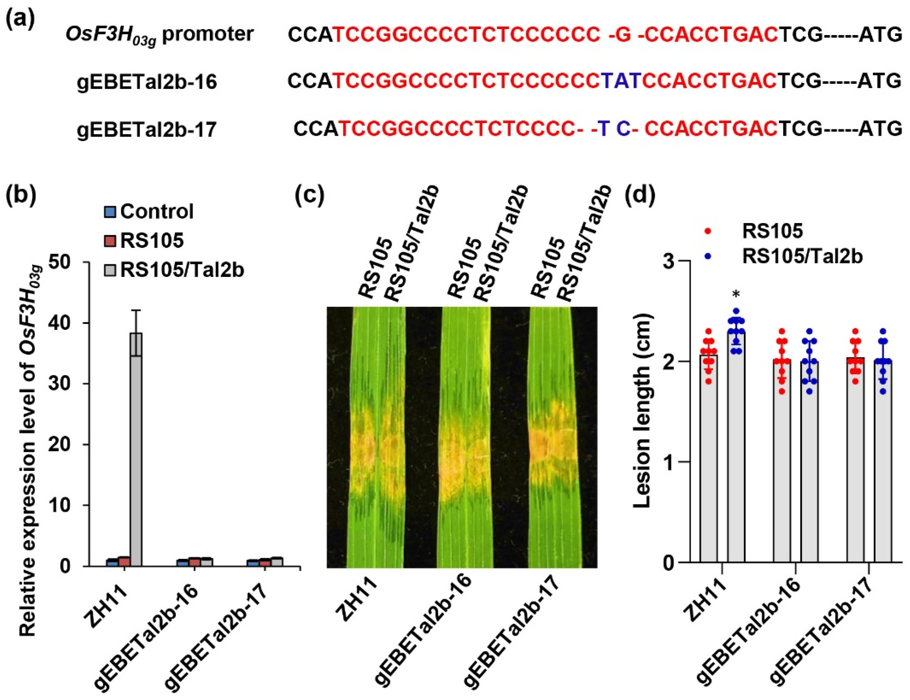 ijms free full text tal2c activates the expression of osf3h04g to promote infection as a redundant tale of tal2b in xanthomonas oryzae pv oryzicola html