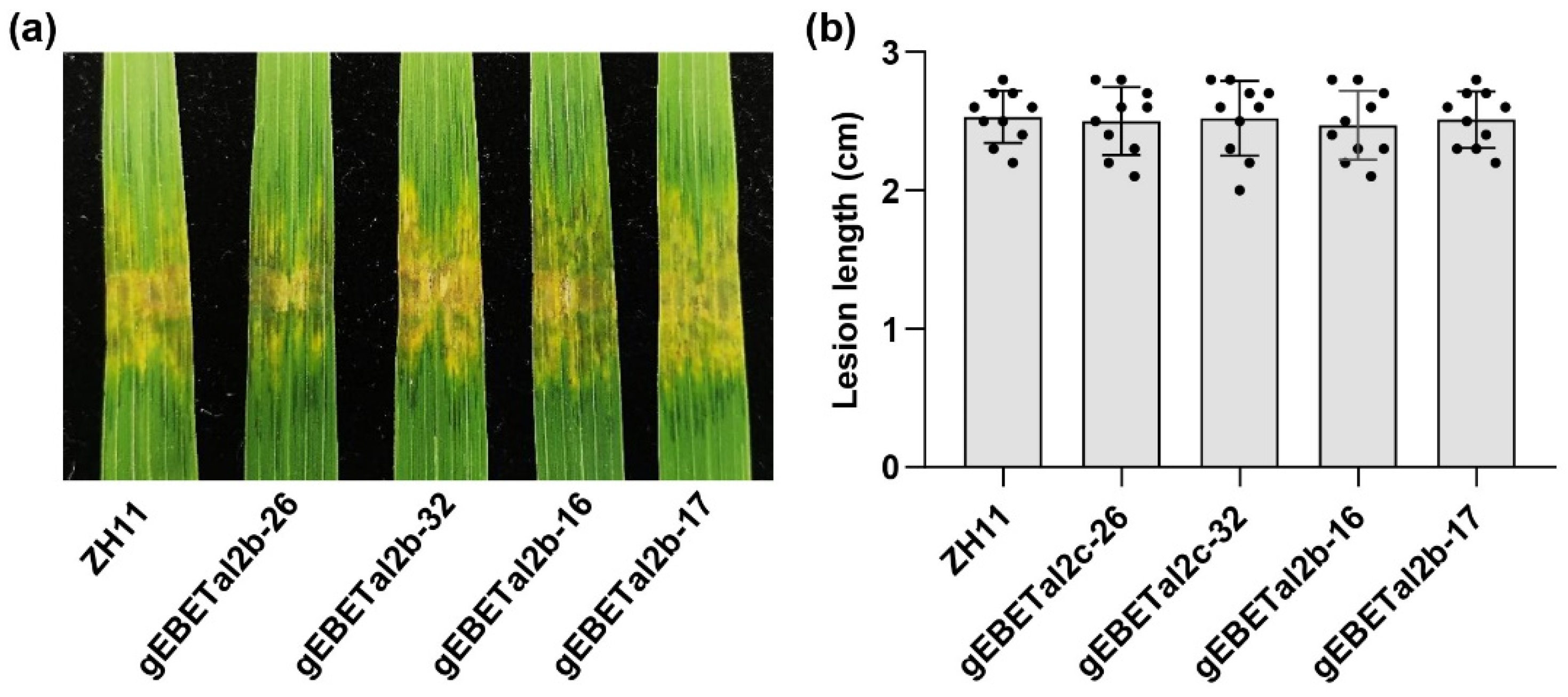 ijms free full text tal2c activates the expression of osf3h04g to promote infection as a redundant tale of tal2b in xanthomonas oryzae pv oryzicola html