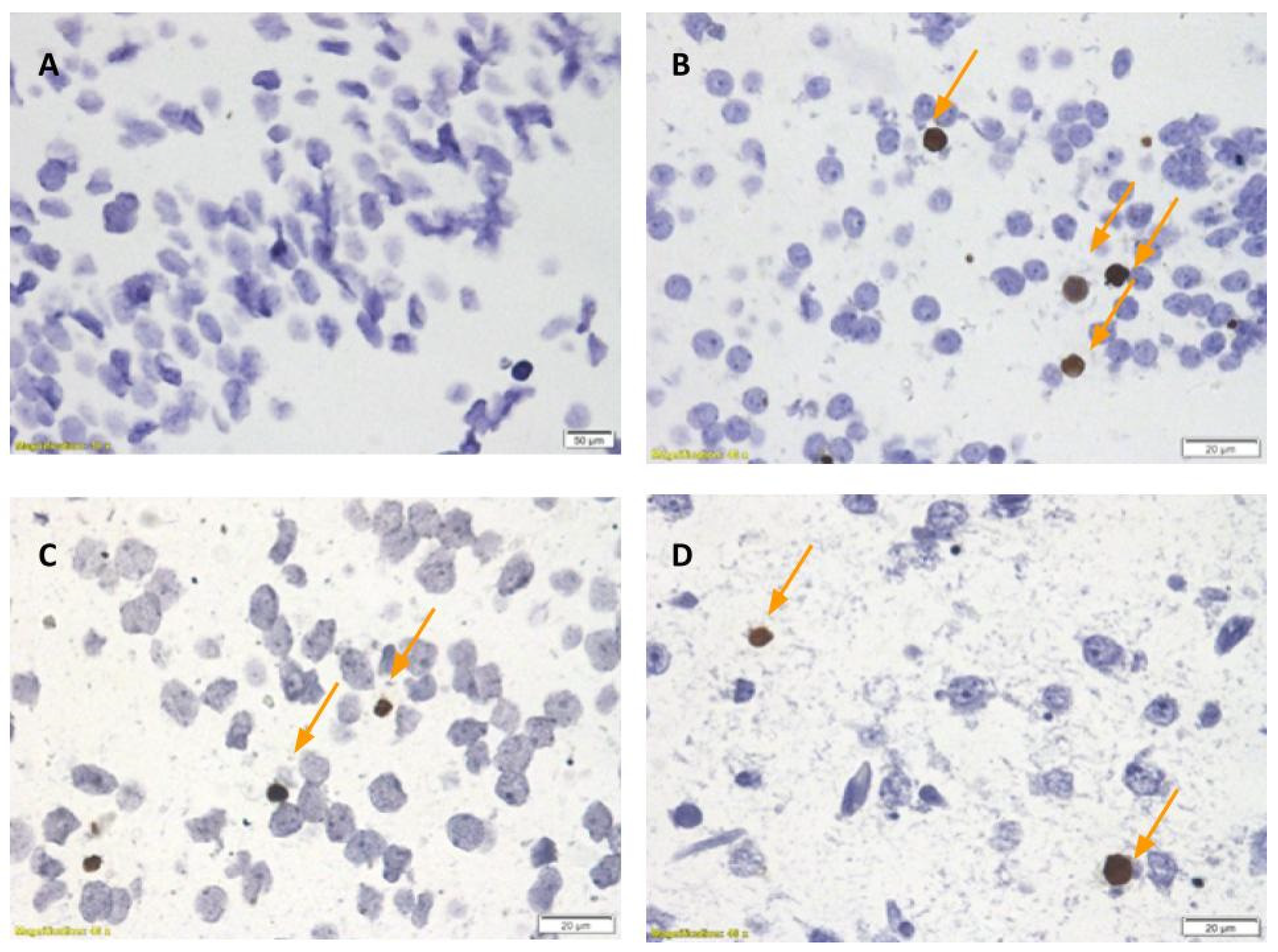 Ijms 22 13629 g003 Ijms 22 13629 g003