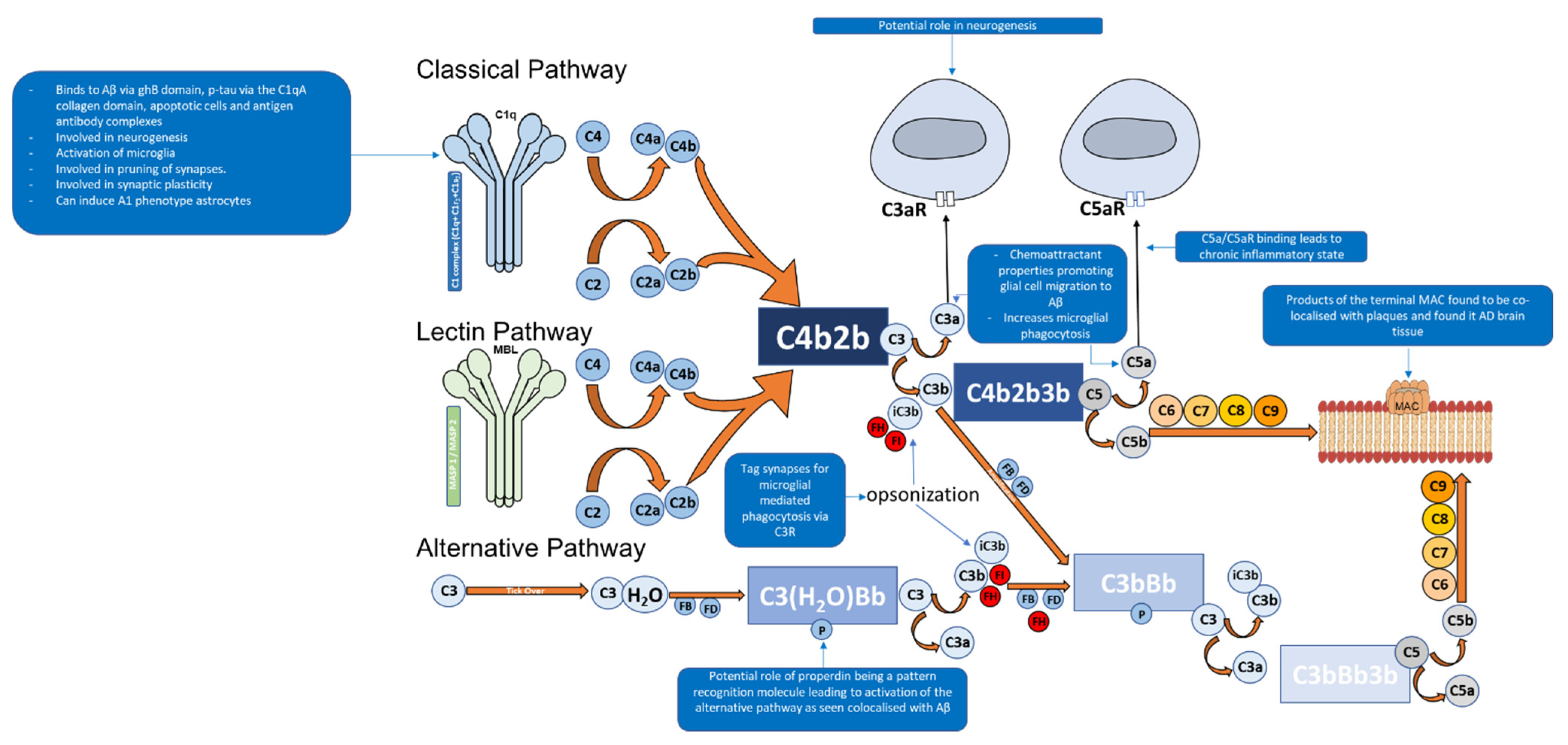 Ijms 22 13647 g002 Ijms 22 13647 g002