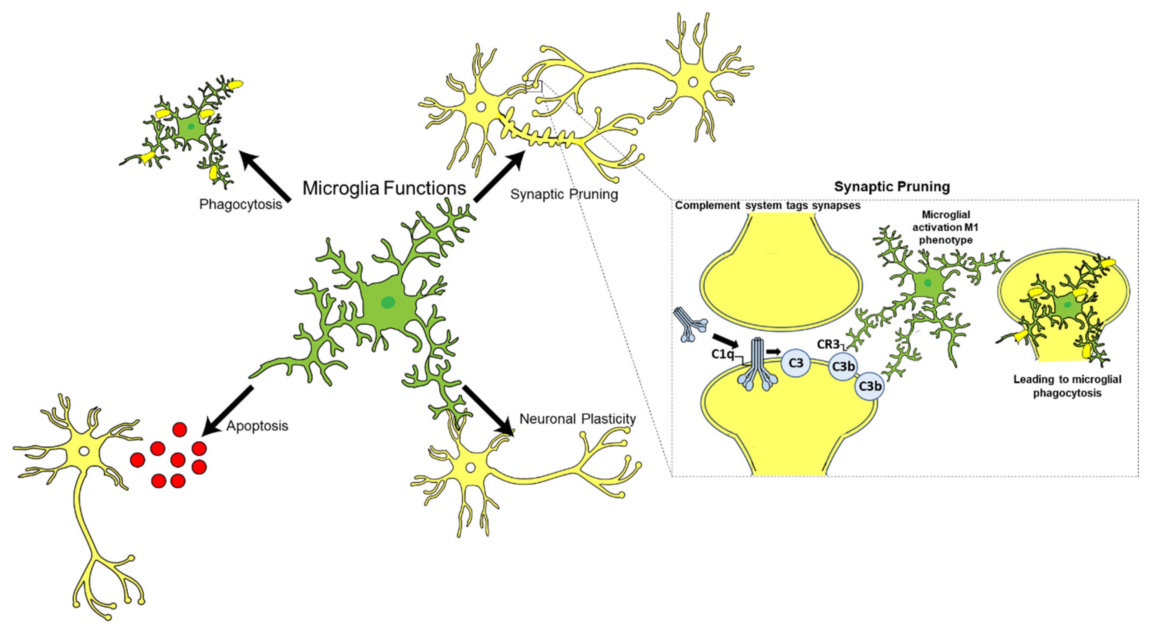 Ijms 22 13647 g003 Ijms 22 13647 g003
