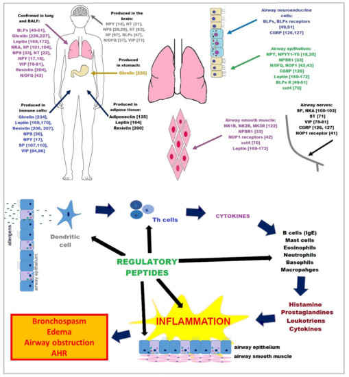 IJMS | Free Full-Text | Regulatory Peptides in Asthma