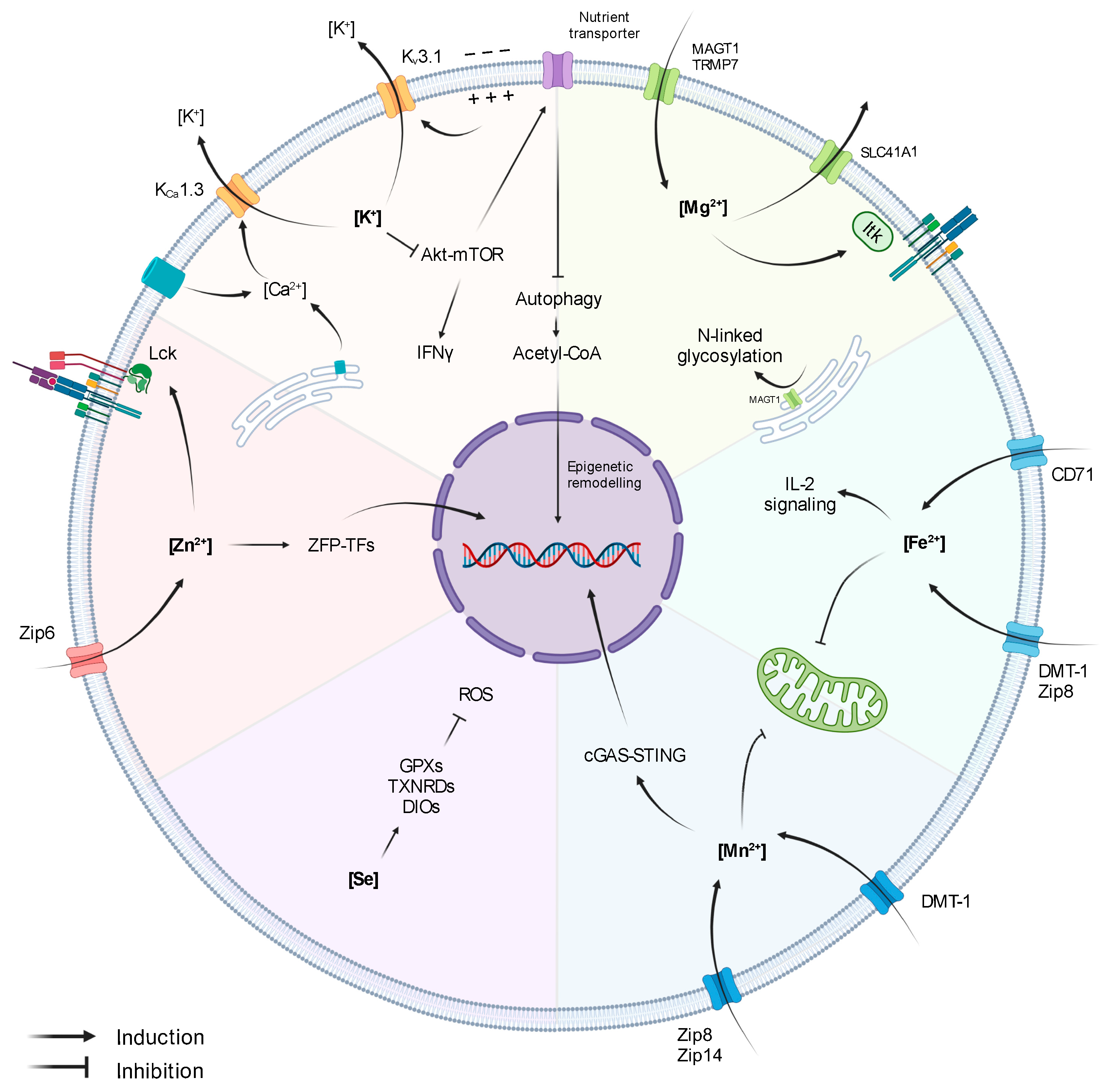 The role of ions in shaping the immune landscape of the