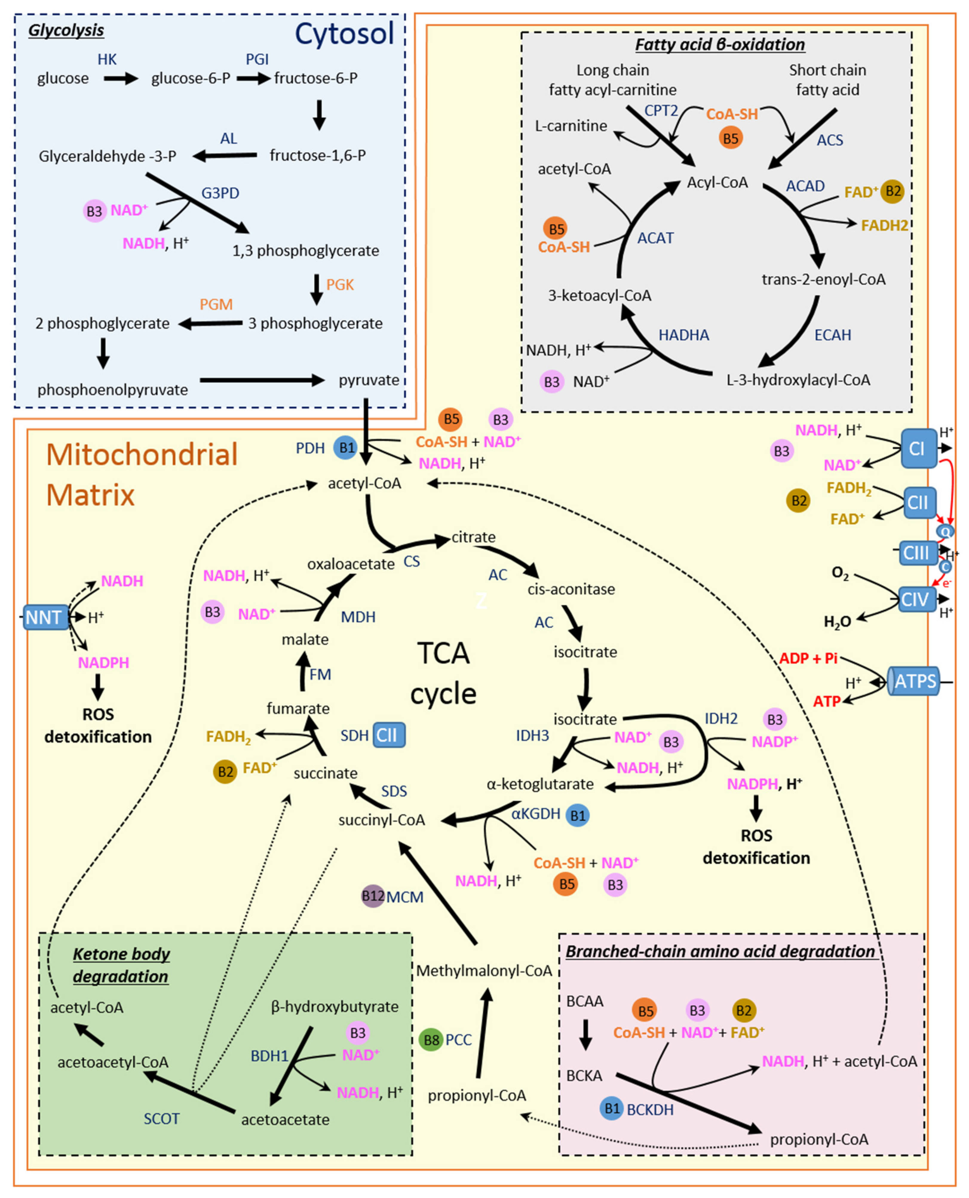 IJMS | Free Full-Text | Metabolic Therapy of Heart Failure: Is There a  Future for B Vitamins?