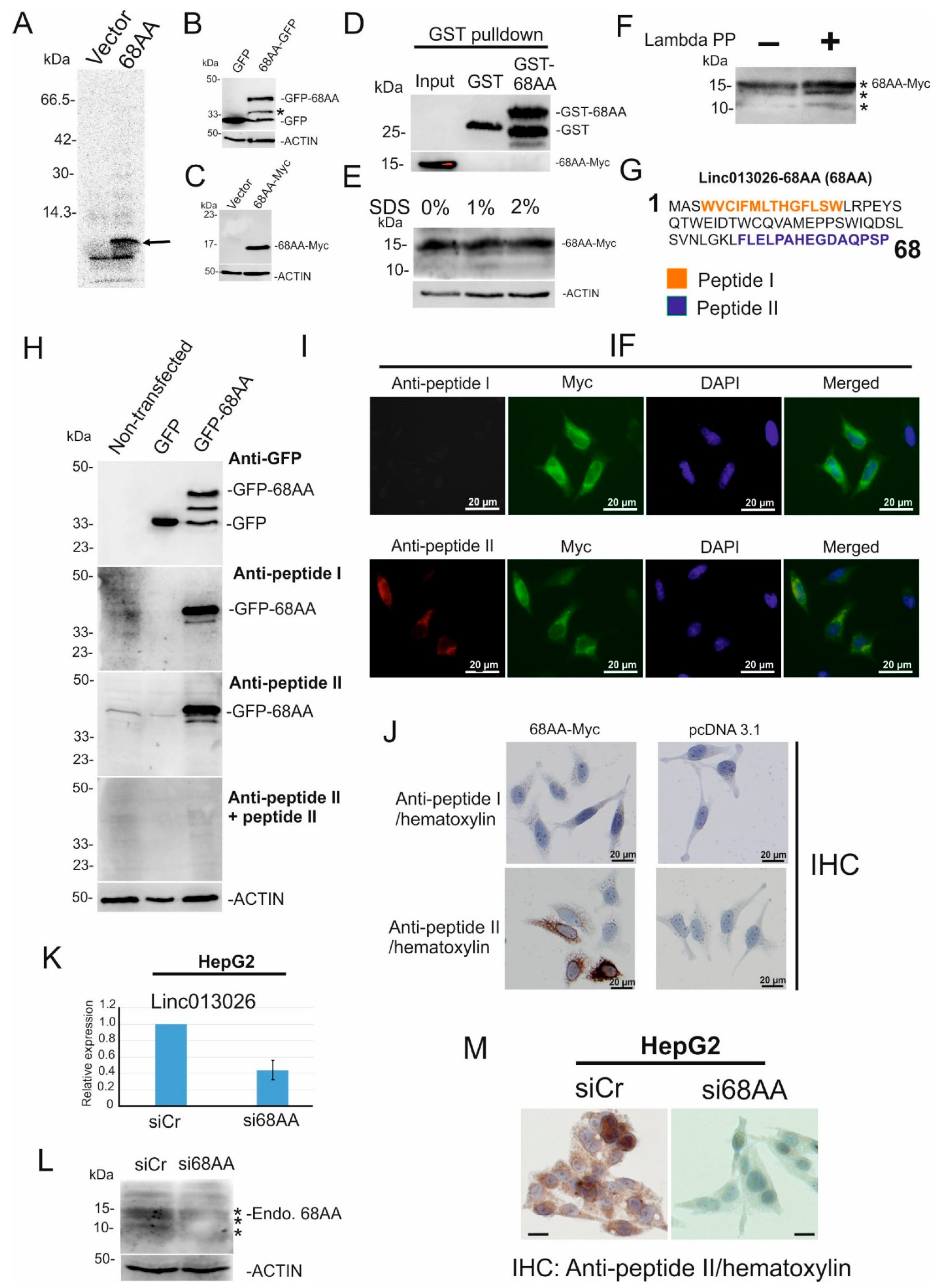 Ijms 23 00058 g003 Ijms 23 00058 g003