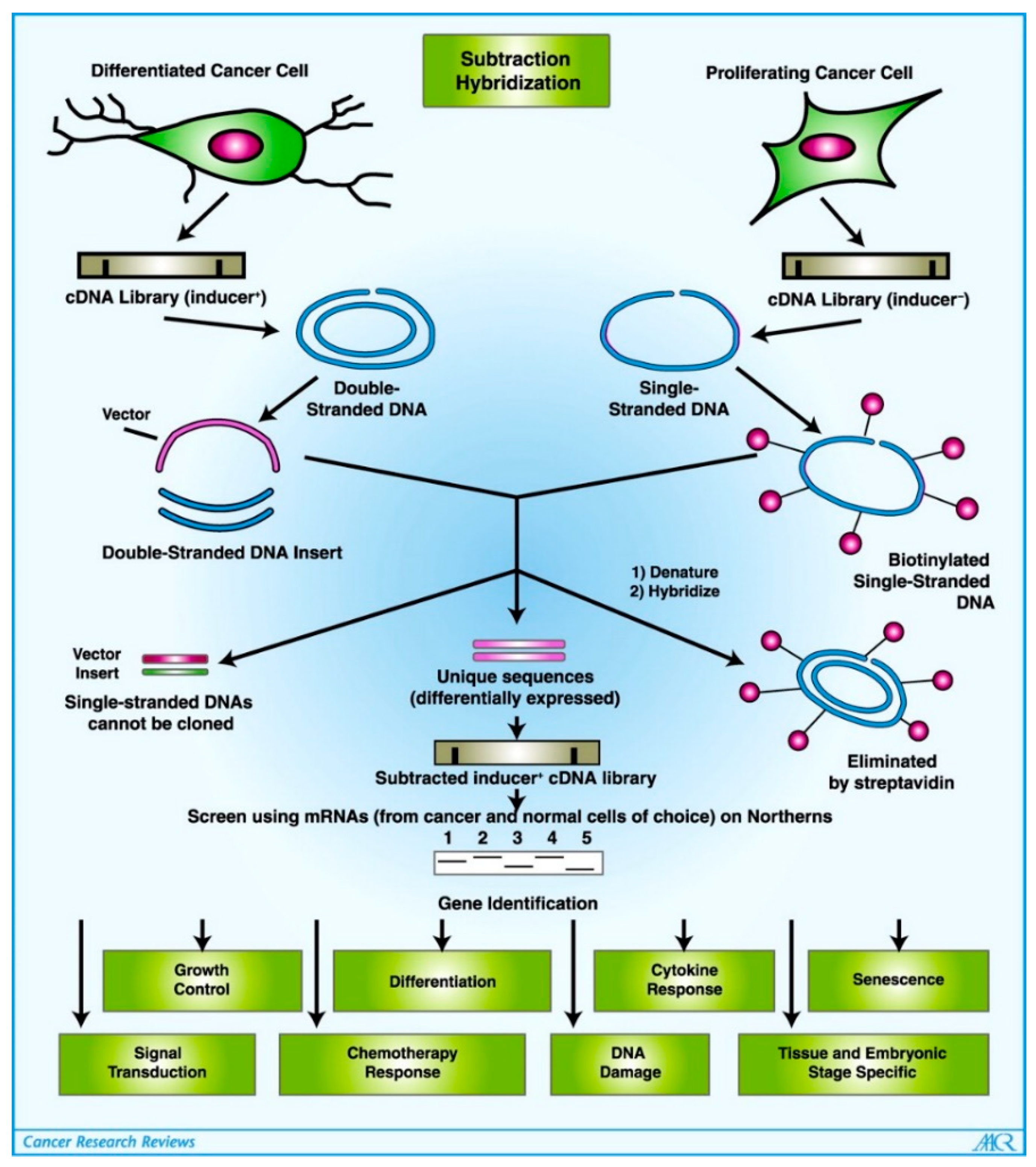 Ijms 23 00072 g001 Ijms 23 00072 g001