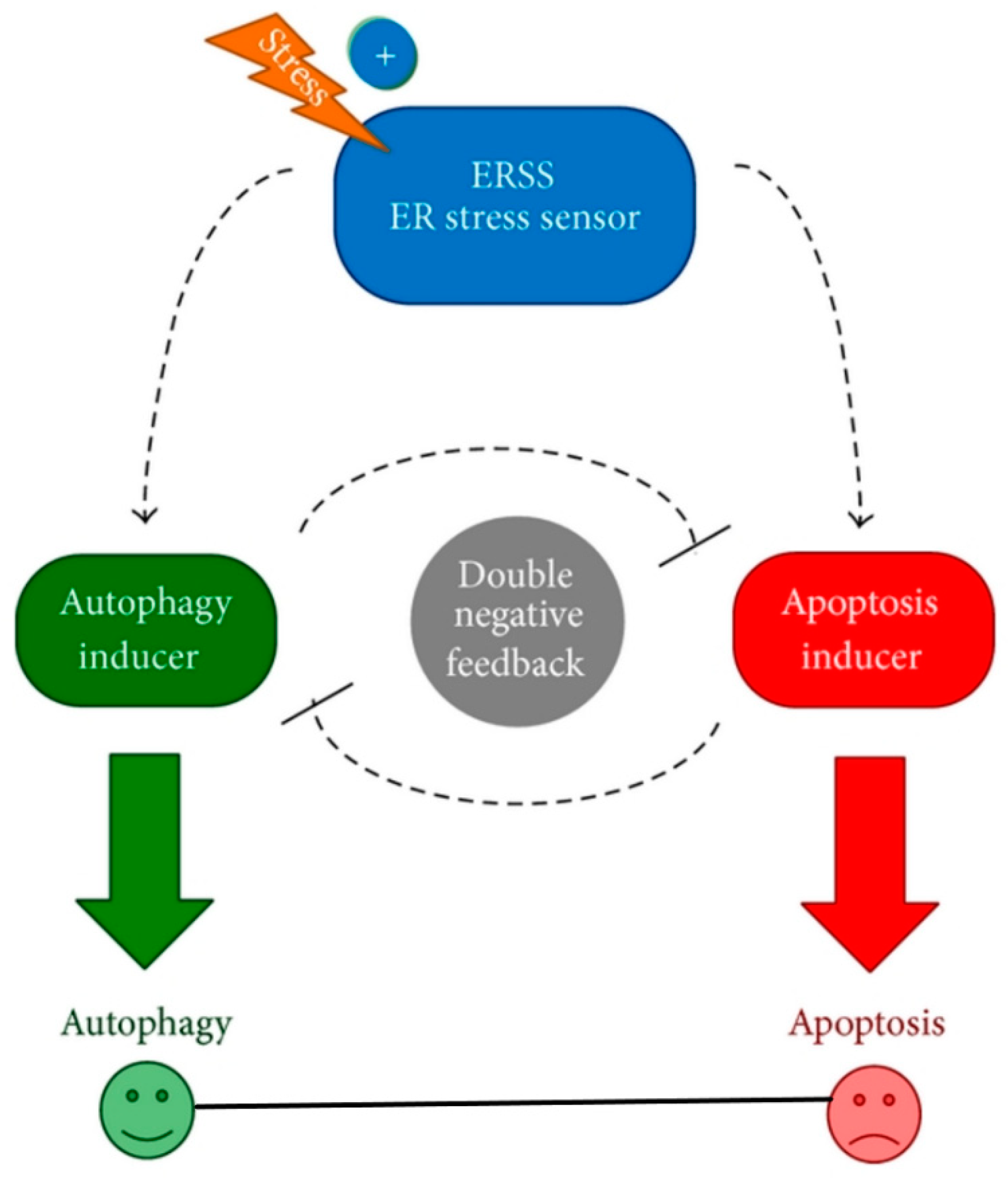 Ijms 23 00072 g003 Ijms 23 00072 g003