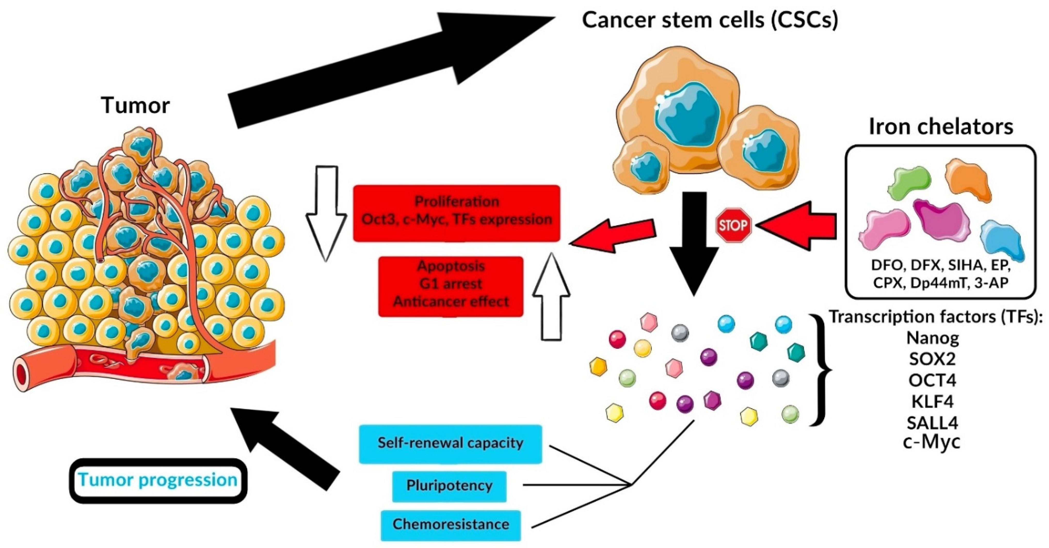 IJMS | Free Full-Text | The Impact of Iron Chelators on the Biology of  Cancer Stem Cells | HTML