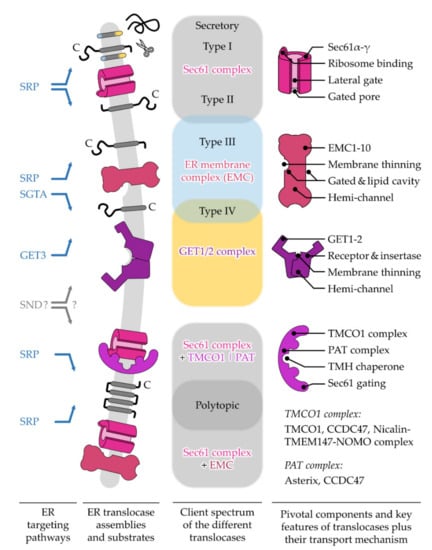 https://www.mdpi.com/ijms/ijms-23-00143/article_deploy/html/images/ijms-23-00143-g005-550.jpg