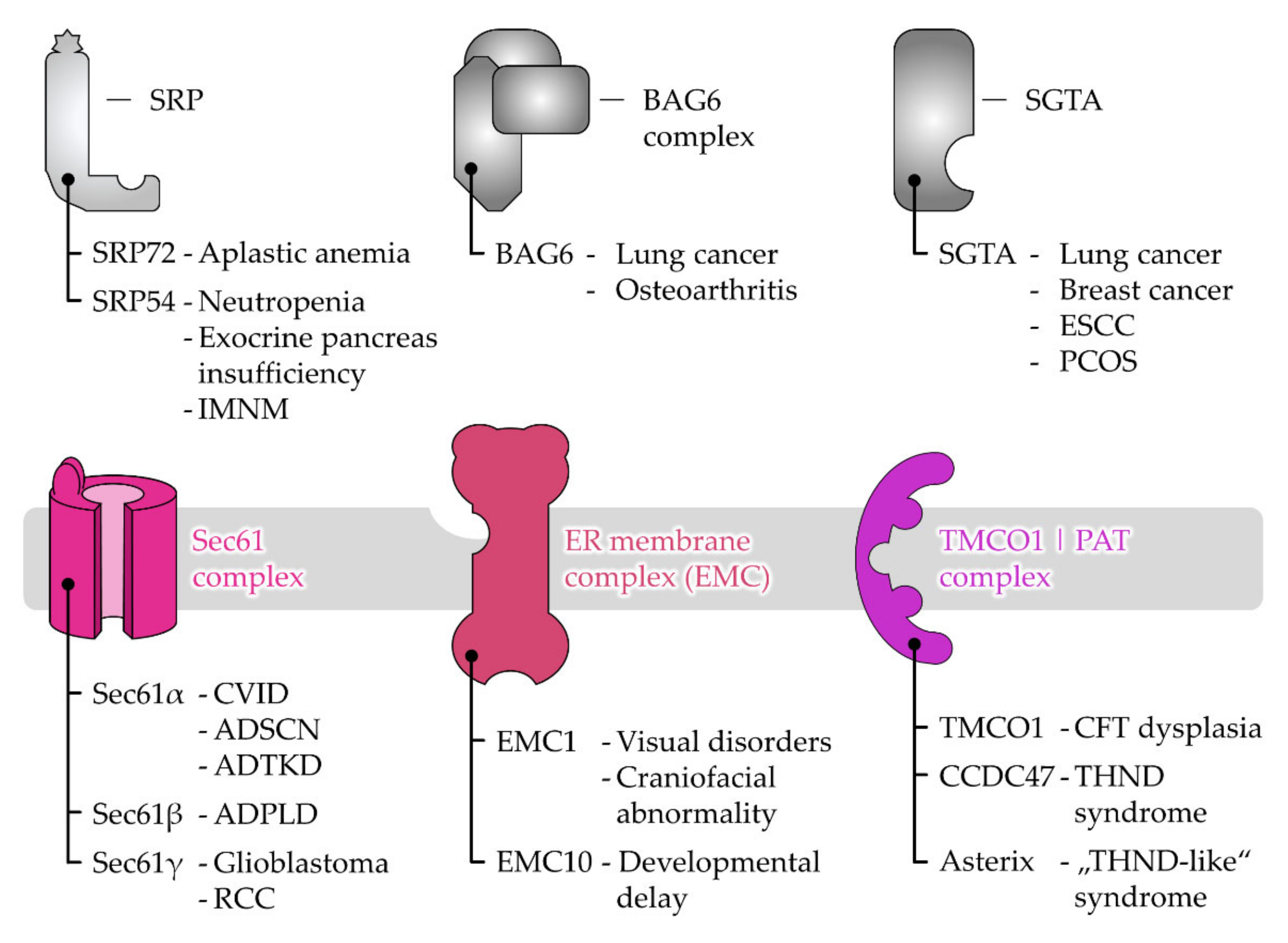 Ijms Free Full Text The Molecular Biodiversity Of Protein Targeting And Protein Transport Related To The Endoplasmic Reticulum Html