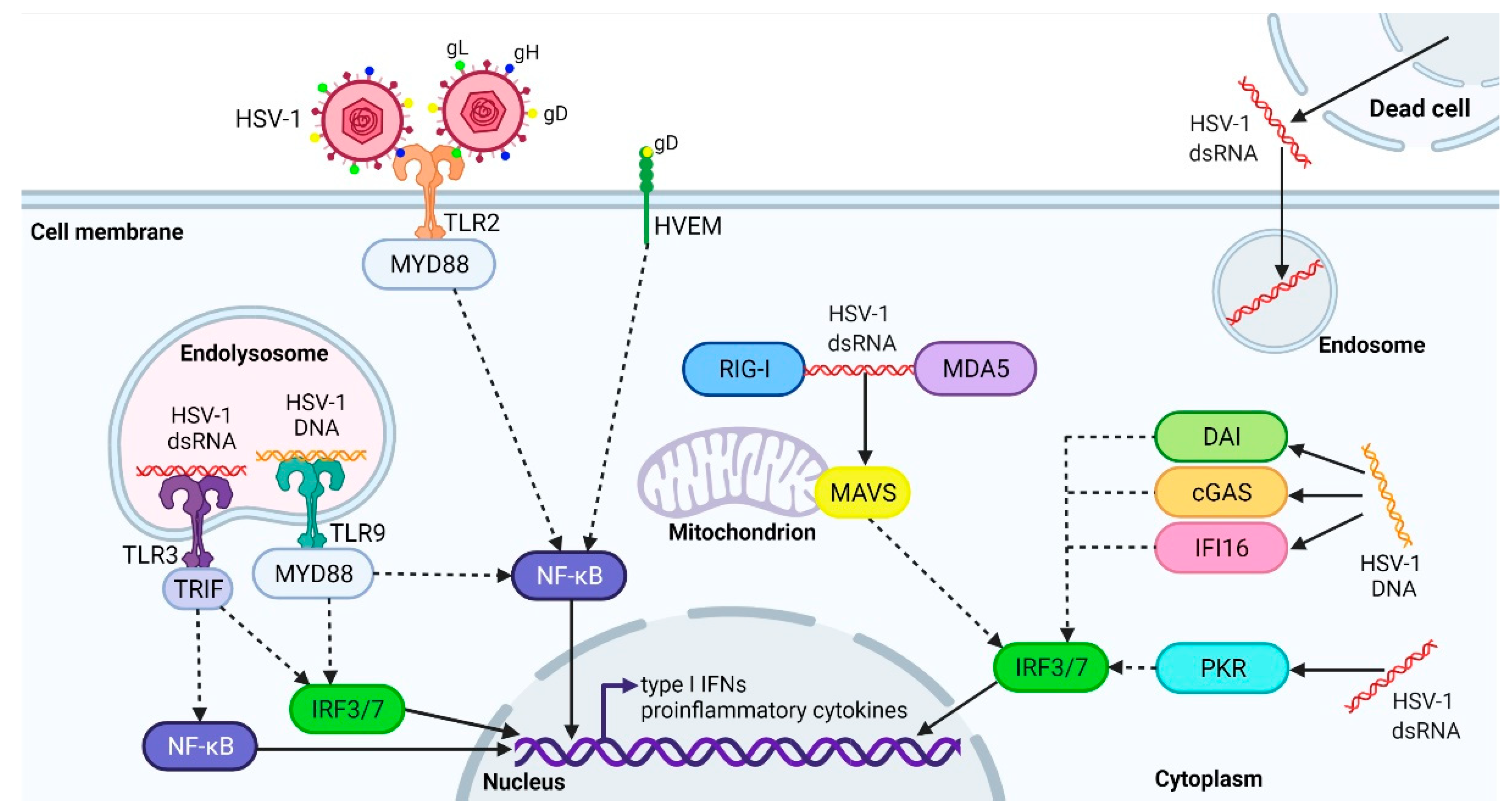 IJMS | Free Full-Text | Disrupting Neurons and Glial Cells Oneness in the  Brain&mdash;The Possible Causal Role of Herpes Simplex Virus Type 1 (HSV-1)  in Alzheimer&rsquo;s Disease | HTML