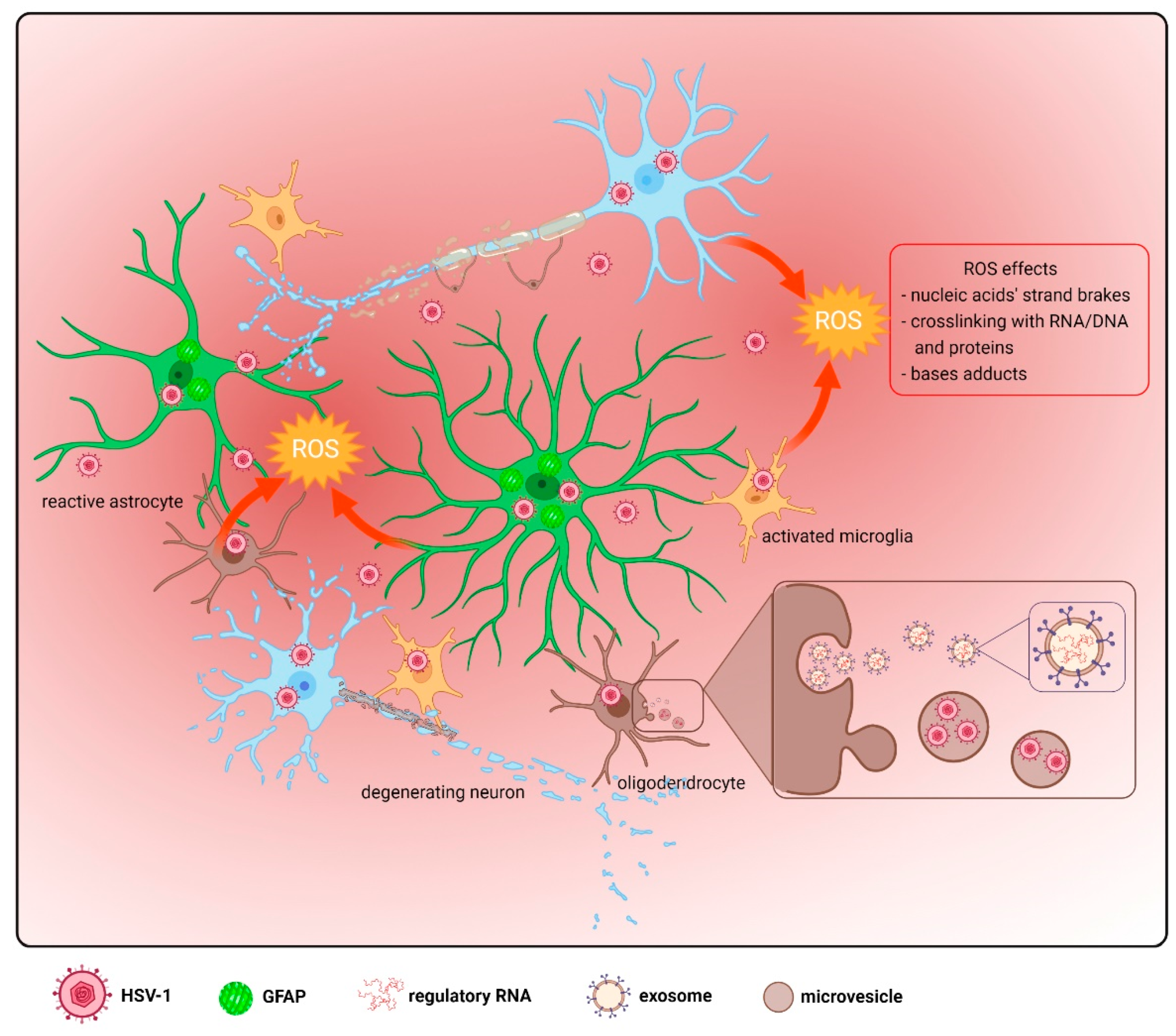IJMS | Free Full-Text | Disrupting Neurons and Glial Cells Oneness in the  Brain&mdash;The Possible Causal Role of Herpes Simplex Virus Type 1 (HSV-1)  in Alzheimer&rsquo;s Disease | HTML