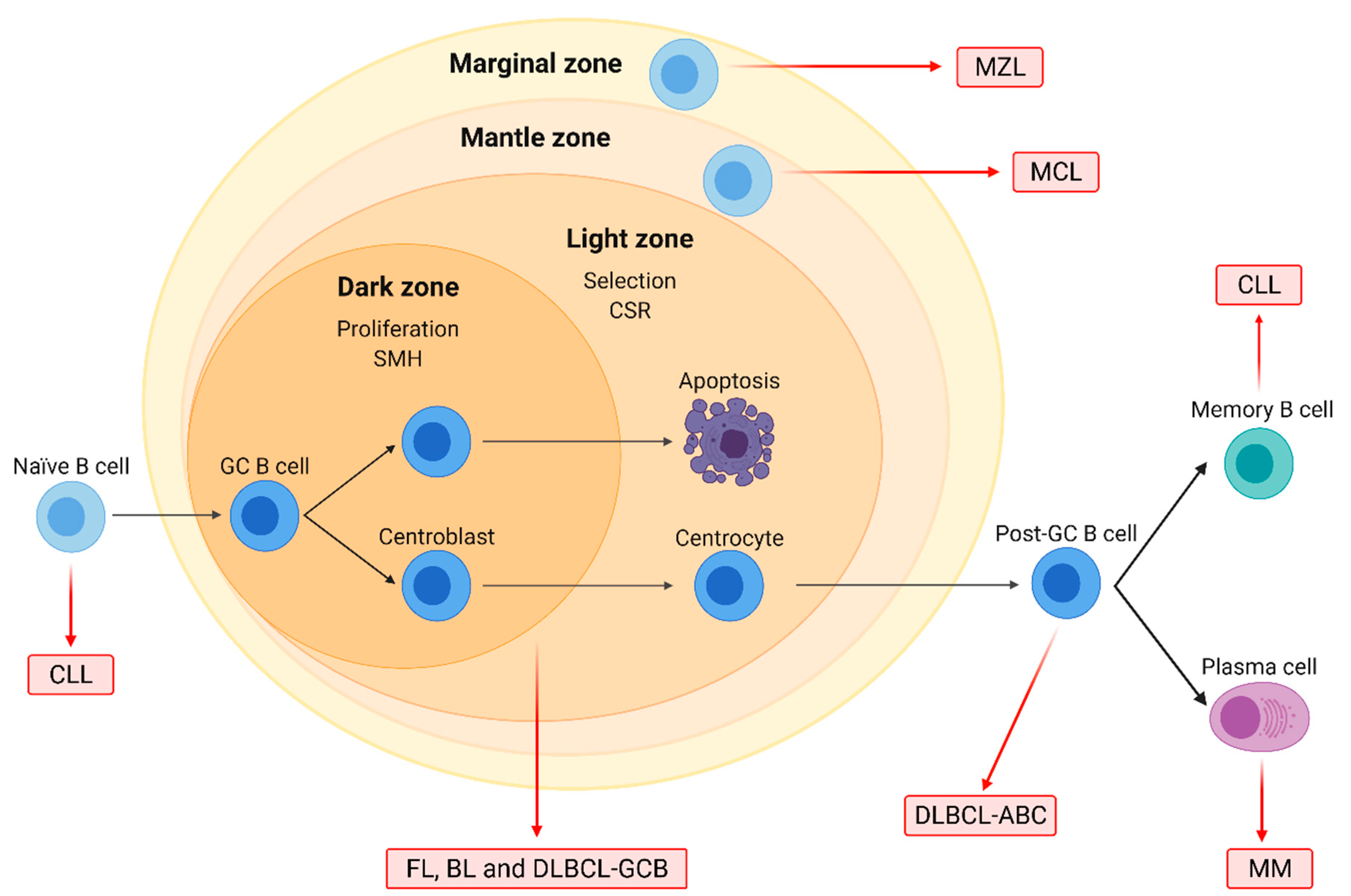 IJMS | Free Full-Text | Histone Modifications and Their Targeting in  Lymphoid Malignancies