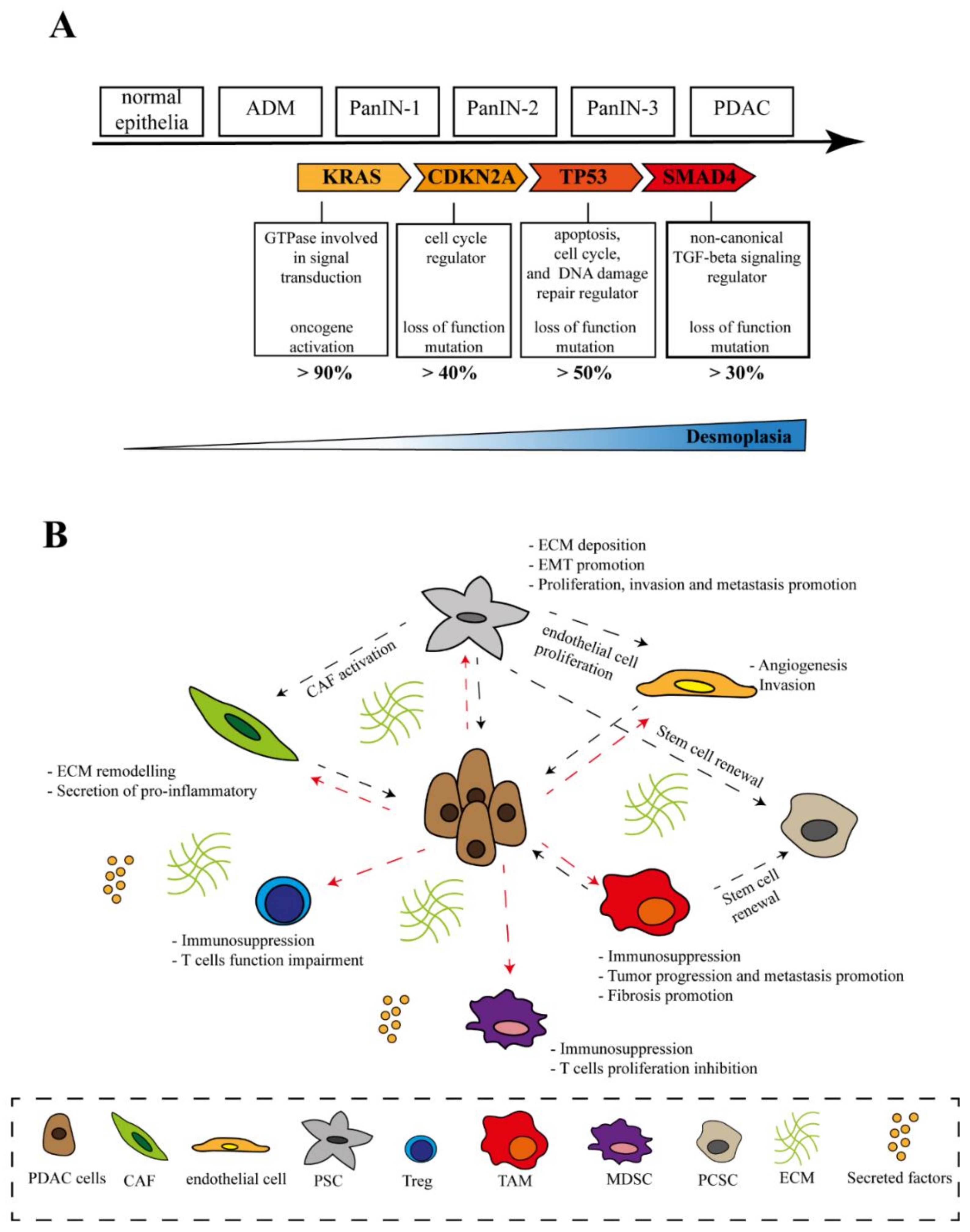 IJMS | Free Full-Text | Pancreatic Cancer and Cellular Senescence: Tumor  Microenvironment under the Spotlight